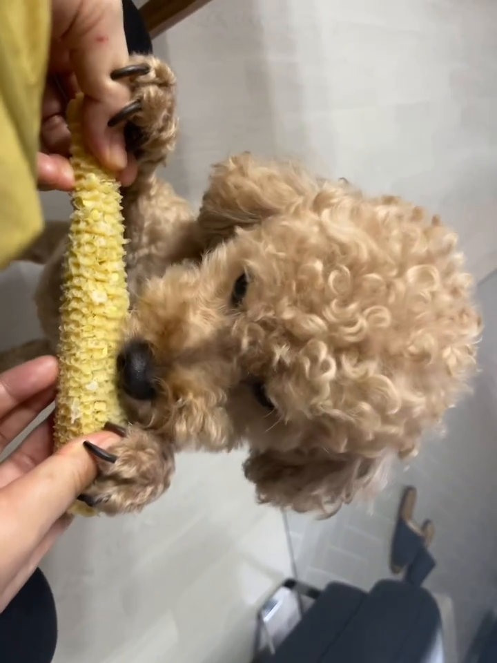 🌽웅냠냠냠 옥수수 냐미🌽
#옥수수 #먹방