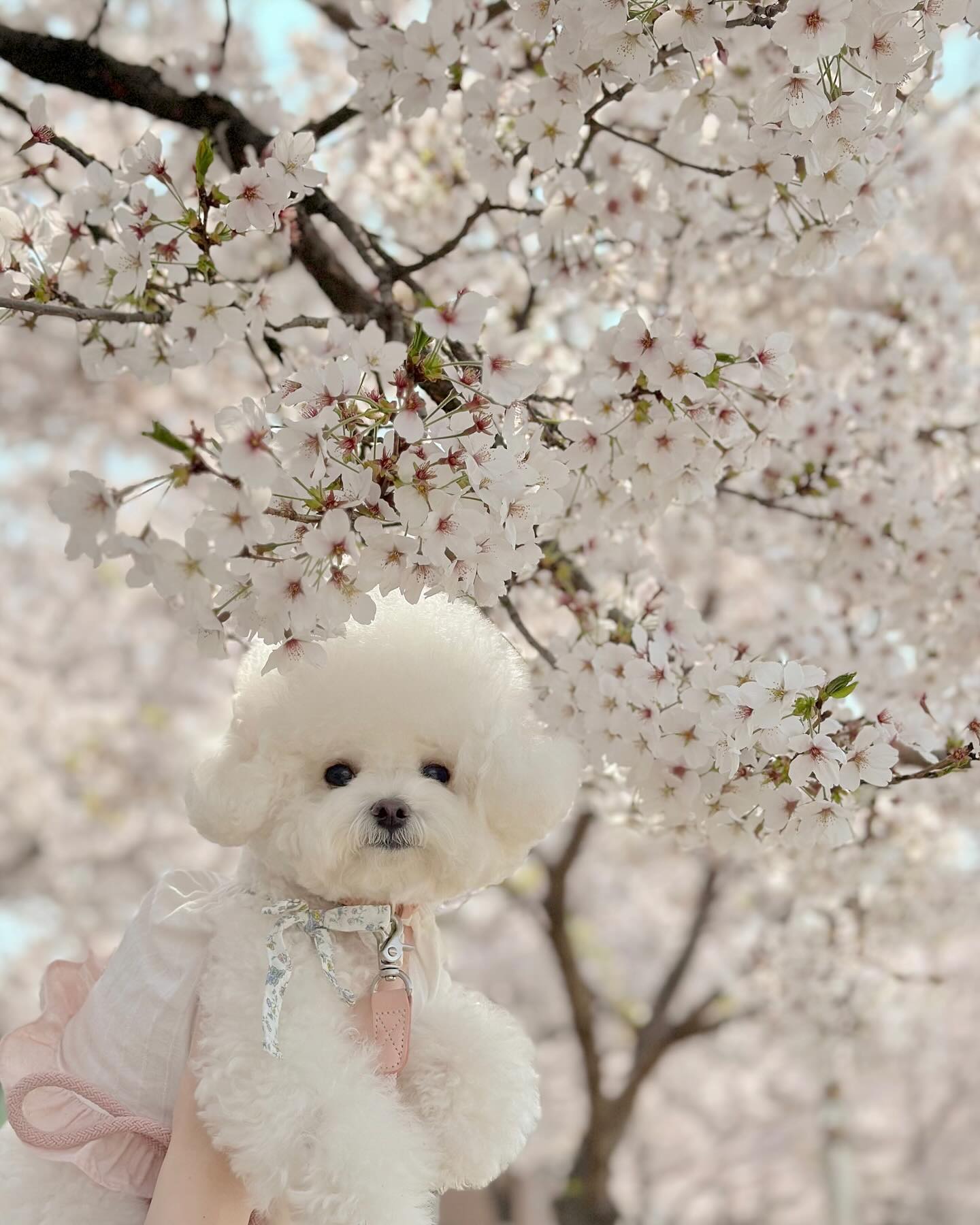 올해도 꽃개🌸