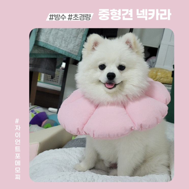 방수천으로 된 초경량 중형견 넥카라 추천