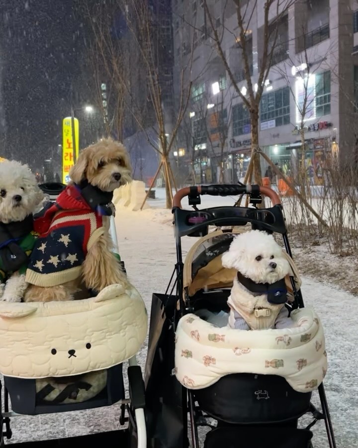 (지난 크리스마스의 기록 이제 올리는 아나 엄마🫠)

안친한 애들 눈 온다고
취해가꾸 굳이 영상 찍은 엄마…🥸
이거라도 찍어서 다행이다 생각하고…🫥

생일도 비슷하고
엄빠도 비슷하고
아나(엄빠)가 좋아하는 칭구들과
눈 오는 2023 크리스마스에…🎄

——
1월 2일 생일 비누 bichon__binu 
1월 15일 생일 아나 an._.ana_b 
1월 16일 생일 몬도 mondo.avi 

칭구들 생일 축하해🎉
내년엔 같이 생파 고고❤️
