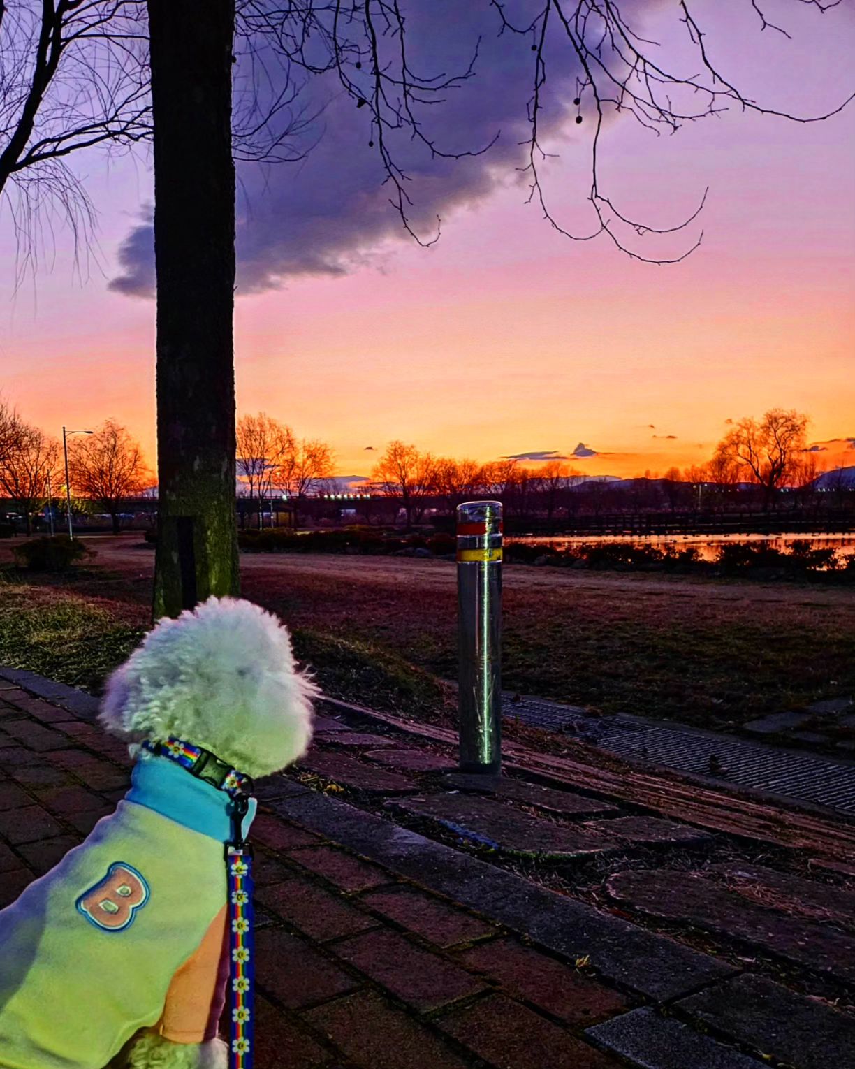 안녕 2023 🌇 

올해의 마지막 산책 완료❣️

칭구들아, 내년에도 찐빵이랑 같이
뛰뛰하고, 맛있는거 많이먹고
건강하고 행복하쟈😃

#안녕2023 #올해의마지막 #오산완 #일몰 
#수고했어 #내년에만나요 #푸른용의해 #2024 
#좋은일만가득하길 #건강하고 #행복하자