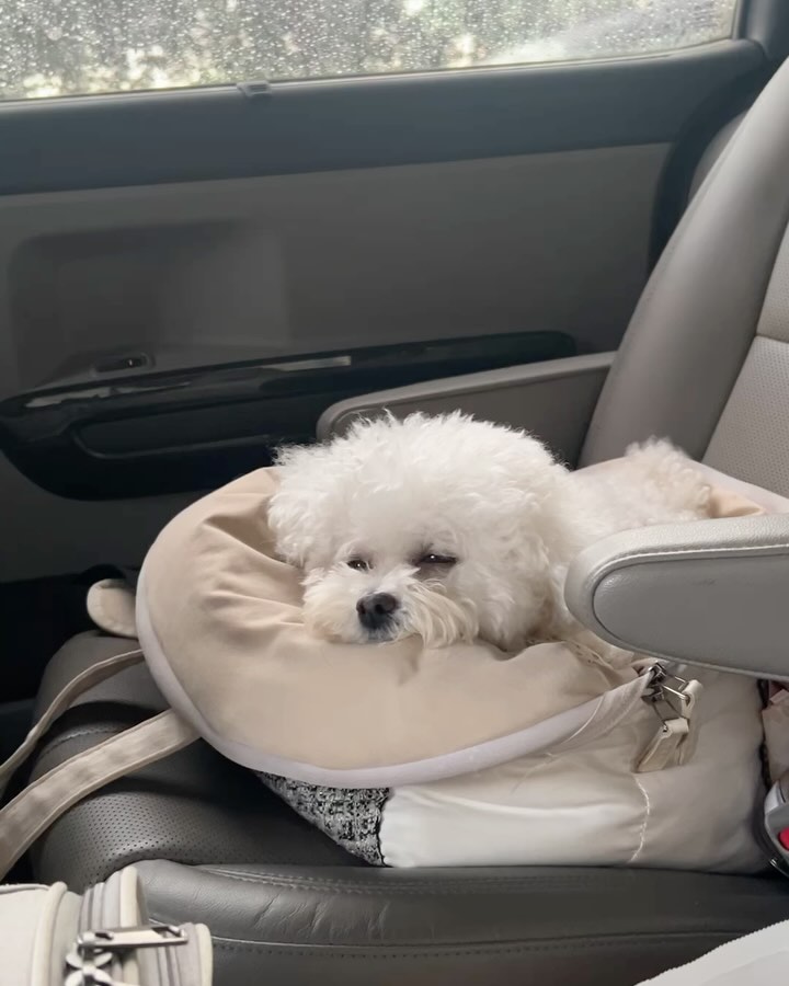 바빴던 7월中 울애기랑 드라이브 한컷🚗
벌써 8월이라니🫠
소홀해진 인스타 인태기인가 바빠서인가
담주 휴가- 울애기랑 오붓하게 보내야지😌♥️

#댕스타그램 #귀여운댕댕이 #댕팔 #롯데월드몰 #영화 #드라이브 #강아지일상 #파일럿 #산리오