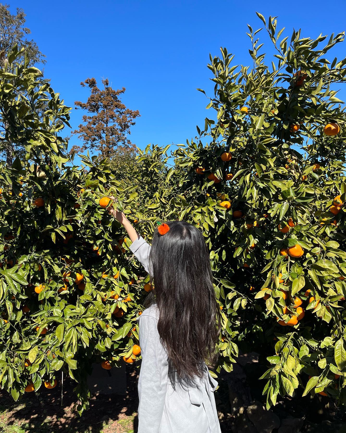 🍊