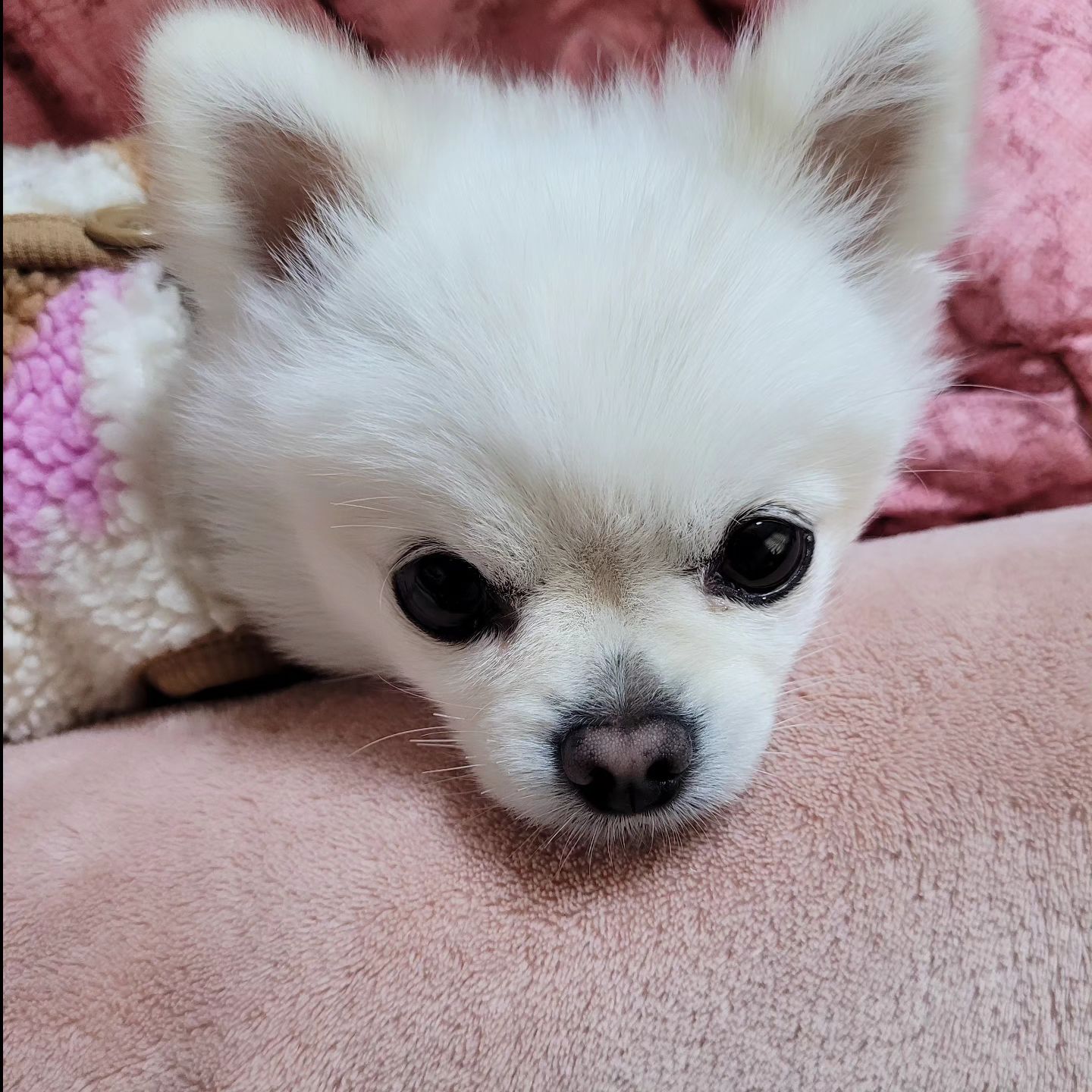 간식을 달라