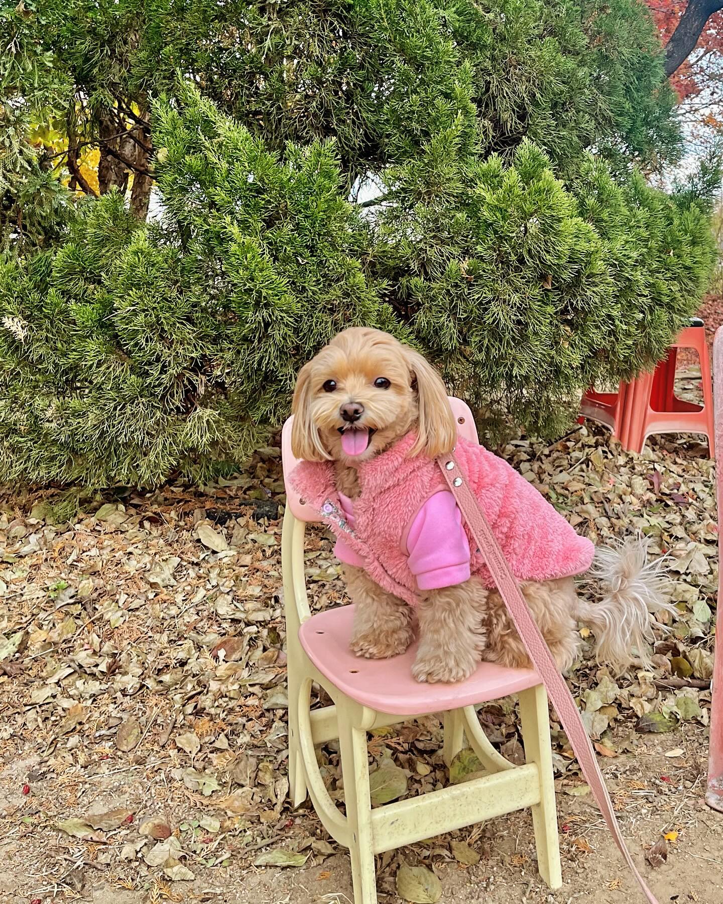 핑크의자를 만난 핑크강지🐶🎀
그라데이션으로 웃는거 귀요 .. 🫶🏻
.
.
.
.
.
#나는짜짜 #말티푸 #maltipoo #견주소통 #반려인소통 #강아지 #댕댕이 #반려견 #반려견일상 #강아지일상 #오늘의강아지 #멍스타그램 #댕스타그램 #petstagram #daily #dailydog #dog #dogstagram #instadog #pet #puppy #반려견스타그램 #반려견그램 #멍팔환영 #멍팔맞팔 #멍팔 #좋아요