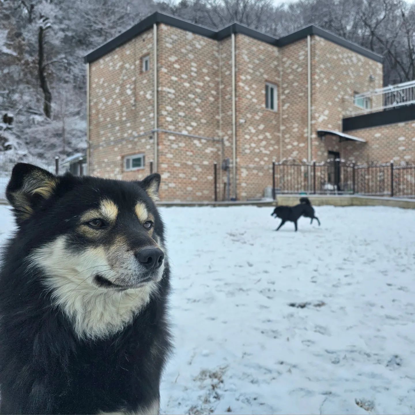 아주 오랜만에 생존신고🤘
전처럼 매일 놀러가지는 못하지만 
친구들 틈틈히 눈팅하고 있답니다?!👀

1. 간식 먹어야하는데 샛별이 안 와서
체념한 티벳여우 아니 반달이
2. 댕 마이웨이 샛별이
3. 냥합성 부비 할배
4. 코 자는 응애 부비
5. 여집사 상시 구인🤭
6. 맛집 인스타나 블로그 하시는 분?!🖐

앞으로 더 열심히?! 살아서 자주 오도록하겠슴다..
늦었지만 새해 복 많이들 받으셔요🫶