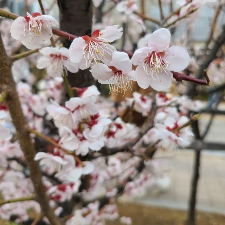 #석촌호수 #벚꽃 #벚꽃축제 🌸 다녀왔어요💗
아직 만개하지는 않았지만 너무 예쁘고 즐거운
#석촌호수벚꽃축제 랑 #플리마켓

다들 궁금해하시는 벚꽃 상황
아직 꽃봉우리가 많고요~
몇몇 나무만 피어있어요 🤣
다만 축제기간은 내일까지라는 것!

지금 축제기간이라 플리마켓도 열려있는데
저도 가서 악세사리 몇 개 사고
향수도 시향하고 버스킹도 듣고
너무 즐거운 #벚꽃놀이 였어요!!

탐향부스에서 향수 시향도 하러가서
능소랑 풀꽃 향에 반해서 샘플도 받아왔어요 ㅎㅎ
혹시 석촌호수 지나가시는 분들은 들려서 시향 강추
tamhyang_official #탐향향수
(저는 해당 부스와 관련이 없으며 정말 순수한 추천!!!)

그리고 #도담도담스토리 부스(악세사리 부스)에서
정말 예쁜 키링이랑 브로치들 팔고 있어서
줍줍해왔는데 여기도 꼭 가보세요!!! nearbydear
전 해당 업체와 관련이 전혀 없으며 오히려 돈 주고 사왔습니다🤣🤣 협찬 아니에요!!

그리고 #롯데타워 에서 오늘 대망의 #파묘 도 보고 왔습니당 ㅋ.ㅋ
2부(?) 정도부터 몰입감이 좀 떨어지긴 했지만
역시 명불허전 천만영화🥰