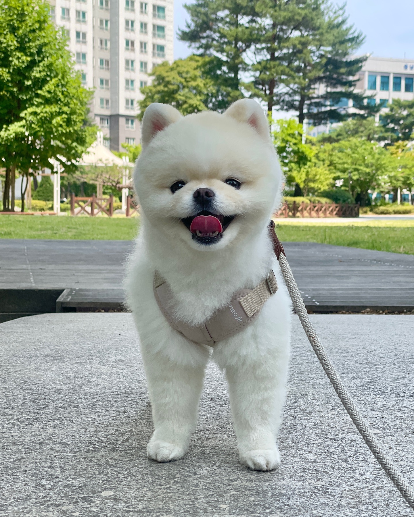 #강아지하네스

토리의 new하네스 #네오핏하네스

초간단 딸깍 착용 가능한 퀵 스냅 버클이라
3초안에 착용 가능해서 좋았어요!!
그리고 무더운 여름 시원하게 착용할 수 있는
에어쿠션+에어메쉬라 더 손이 갈 것 같아요💗

시원하고 편안하게 착용가능한 네오핏하네스 추천해요👍🏻

biteme.co.kr x puppy_neofit 

#바잇미 #바잇미체험단 #네오핏 #하네스추천 #강아지하네스추천