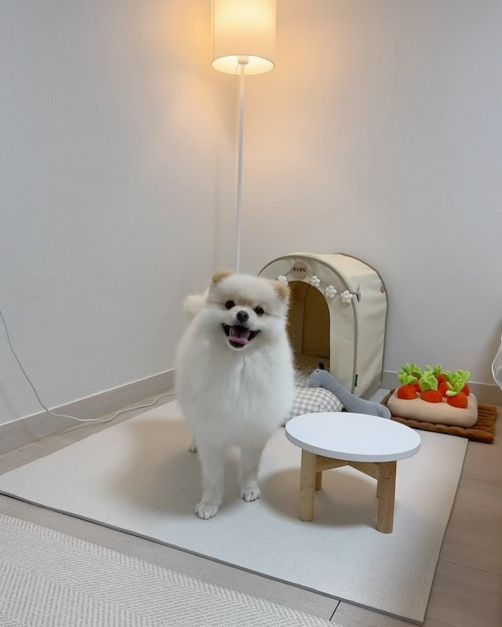 해맑은 기염둥잉〰️🤍