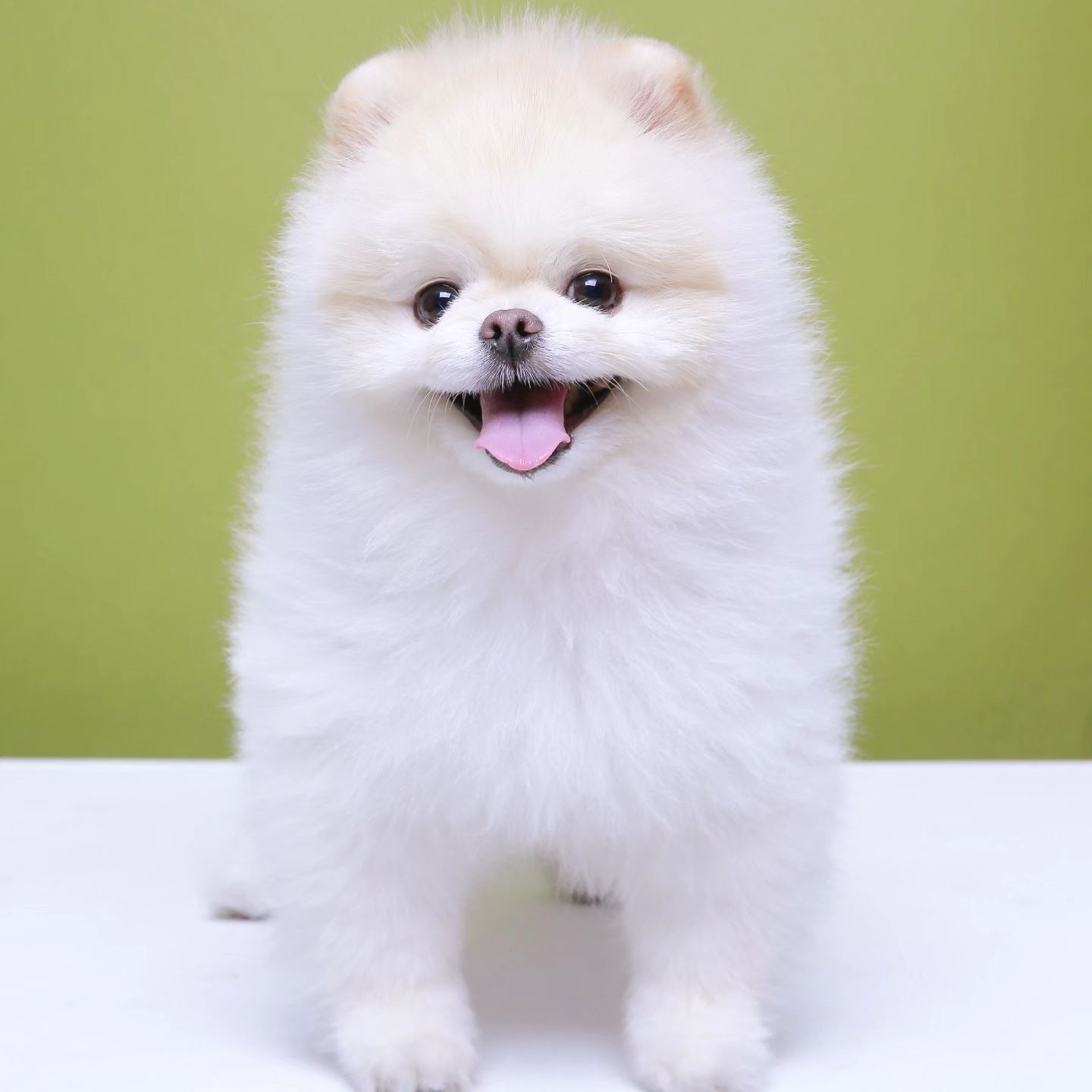#밍스타👯 #라떼는말이야🐶 

어느덧 4살하고 8개월에 접어든
작고 소중한 내강아지 , 라떼 : )

지금처럼 밝고 맑게 웃는 라떼 얼굴을 보고있으면
남편도 나도 스르륵 따라 웃게 되는 매직 🥰

라떼야
너가 지금 , 오늘 , 매일을 행복하게 즐겁게 보낼 수 있게
아빠엄마가 더 많이 함께할게🩷