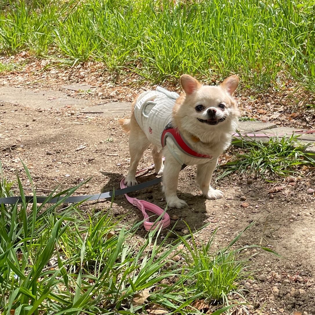 넘넘 작고 사랑스럽고 착하기만한 울 해리 🐶
언니가 사랑을 많이 못준거 같아서 늘 넘 미안해 
언니랑 함께해준 13년 절대 못잊을꺼야
아직도 실감이안나 🥹
울 해리는 낯선친구들이랑 친구 잘못하는데 걱정이야 ,, (괜한걱정이게찌!!!!!) 울해리 웃는표정으로 여자강쥐들 다 꼬셔놔!! ㅋㅋ

언니갈때까지 좀만 기다령 좋은데가서 행복길만 걷고있으라쨩!!! 
친구들 많이사겨서 언니가면 소개해죠~~~! 언니가 기도많이하고이쮸께 🙏🏻
언니가 울 해리 마니마니 사랑해 😍 담엔 해리니가 내주인해랏!!

#해리 #빠빠이 #1227 #사랑해