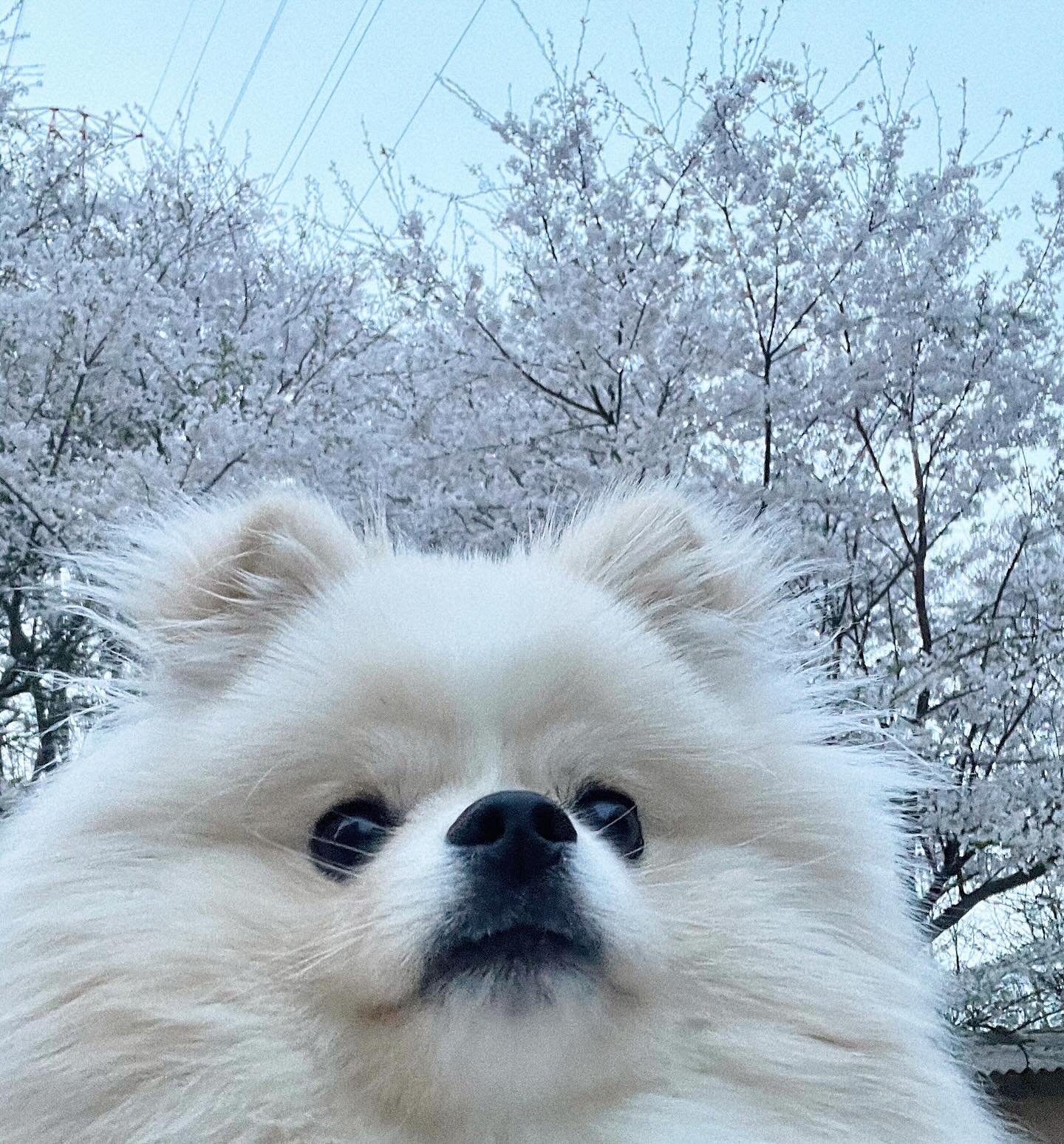 기여운 울 망치 좀망 기다리면 아빠 와🌸❤️