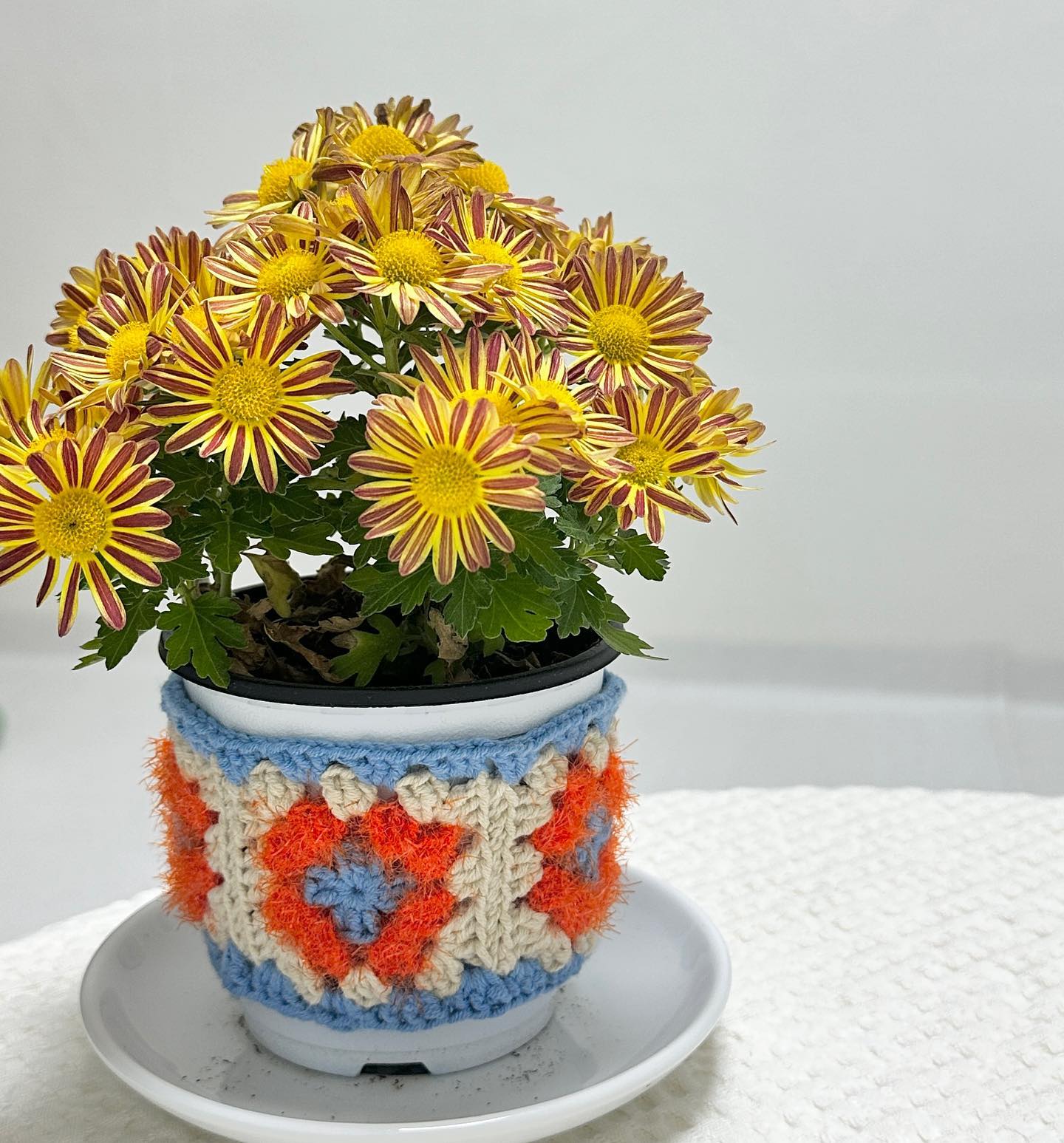 그래니 스퀘어 모티브로 화분 커버 뜨기 🧶🌼🩵 귀여워.. 😌