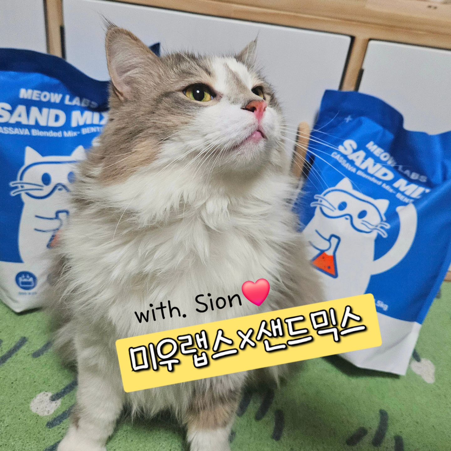 #협찬 #미우랩스 #샌드믹스

'고양이모래' 추천하러 시오니가 와쪄염 🐱
까다로운 시오니도 바로 쉬야하는 고오급 모래라구용 🩷

▪︎결막염 방광염 생길시 전액 환불제 도입한 상남자 모래 💪

▪︎벤토나이트 모래 +카사바 = 완벽비율모래
:맨 끝 사진 처럼 저렇게 쪼꼬미한 물방울도 바로 응고시켜버리는 파워 👍
대형묘 시오니 💩도 거뜬!!

▪︎나노카본볼+야자활성탄 = 탈취력 상승
: 시오니 💩 냄시 찐으로 안 났어어

▪︎결막염 방지를 위해 모래 먼지 제거 무려 39회

▪︎ 4.5kg 에 1만원 중반 착한가격 💰
 : 가격 거품 NO , 오직 품질 UP

사진 태그로 고고🏷❤️
https://bit.ly/40xoDbb