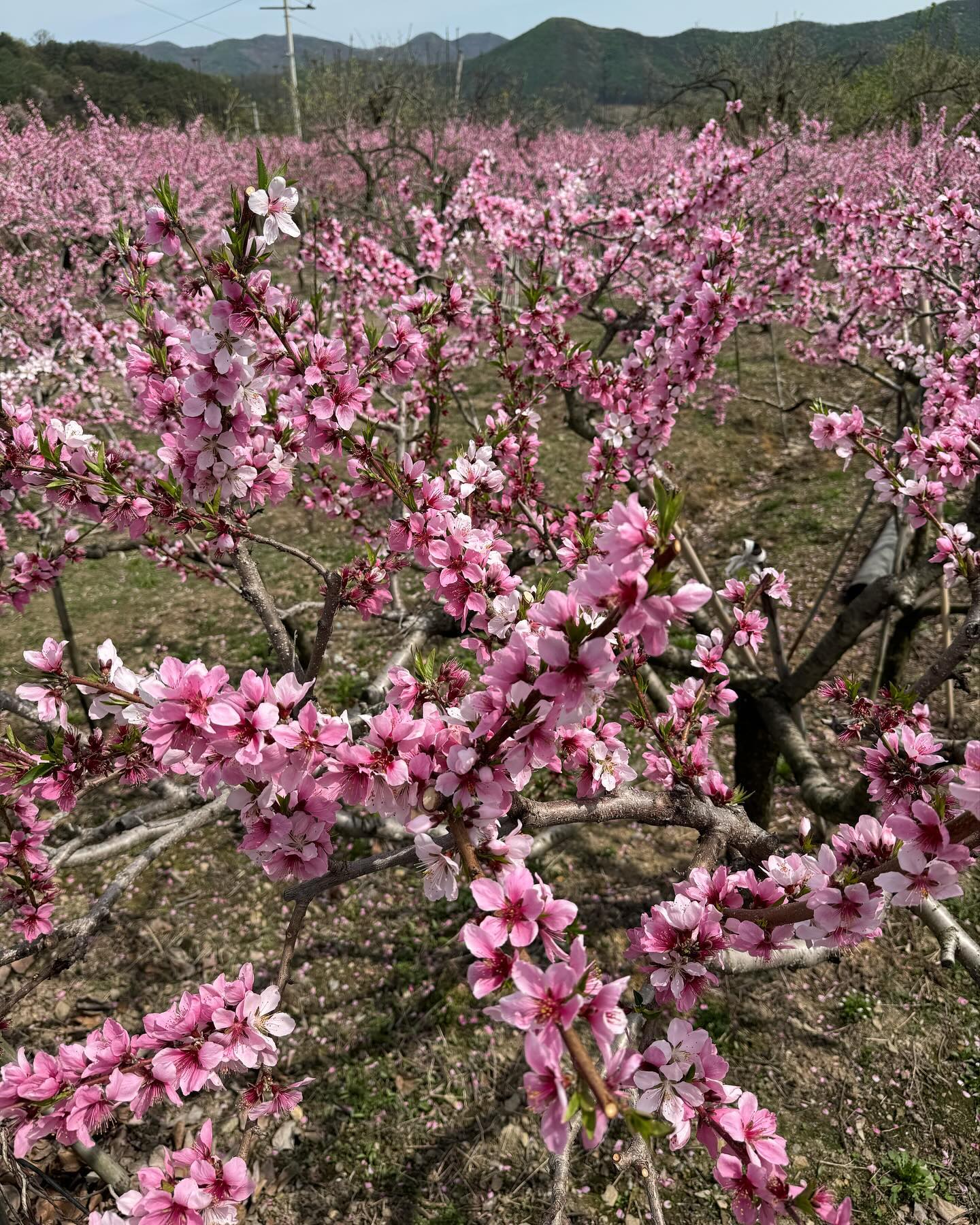 신랑님과 함께 청도 용각산 등반하기!!!
경북 청도라 복사꽃 만개!!!
늠 아름답지만, 늠 힘들었던 산행!!! 10km 넘게 강행군~

#부부등산그램 #부부등반❣️#등산하기좋은날 #부부일상 #등산 
#청도 #청도용각산 #용각산 #선의산 #청도선의산 #청도등산코스 
#힘들다그램💦 #부산근교산 #부산근교산행코스 #경상북도여행 
#맞팔해요🙌 #맞팔환영❤️ #서이추환영❤️ #서이추🌸 #복사꽃여행 
#복사꽃피는 #복사꽃필무렵 #복사꽃마을 #복사꽃 #청도복사꽃마을 
#두곡리마을 #청도두곡리회관#청도산행 #청도등산 #맞팔은댓