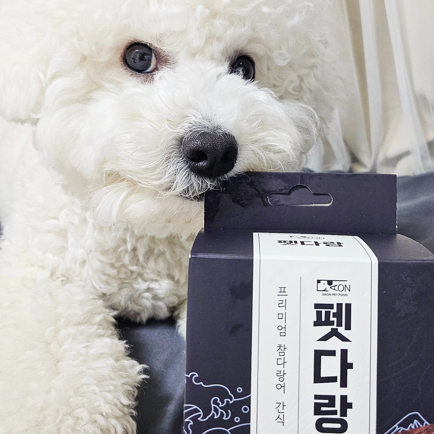 칭구들, 참치 먹어봤오?!
찐빵이는 오늘 참치 먹었찌롱🐶

누나도 비싸서 참치 잘 못먹는데..헿...
아쥬 입에서 살살녹아🫠 꿀맛💕

🐟 다온펫푸드 펫다랑 🐟
❤️ 국내 전문가가 직접 가공, 손질한 생참치로 만든 프리미엄 간식
🧡 소고기보다도 월등한 단백질을 함유
💛 저칼로리 식품으로 건강한 다이어트에 도움을 줄 수 있음
💚 저지방, 오메가3 다량 함유
💙 신선함을 극대화하기 위해 첨가물없이 원물을 그대로 건조

강쥐들은 먹을수있는게 한정되어있는데,
이렇게 참치 간식도 나오구..🫶
견생도 꽤 먹고살만한걸..?😚

#업체로부터제공받은제품입니다 #강아지수제간식 #펫푸드 #애견수제간식 #강아지참치 #노견간식 #강아지보양식 #강아지다이어트간식 #멍스타그램 #멍팔맞팔 #멍친구함