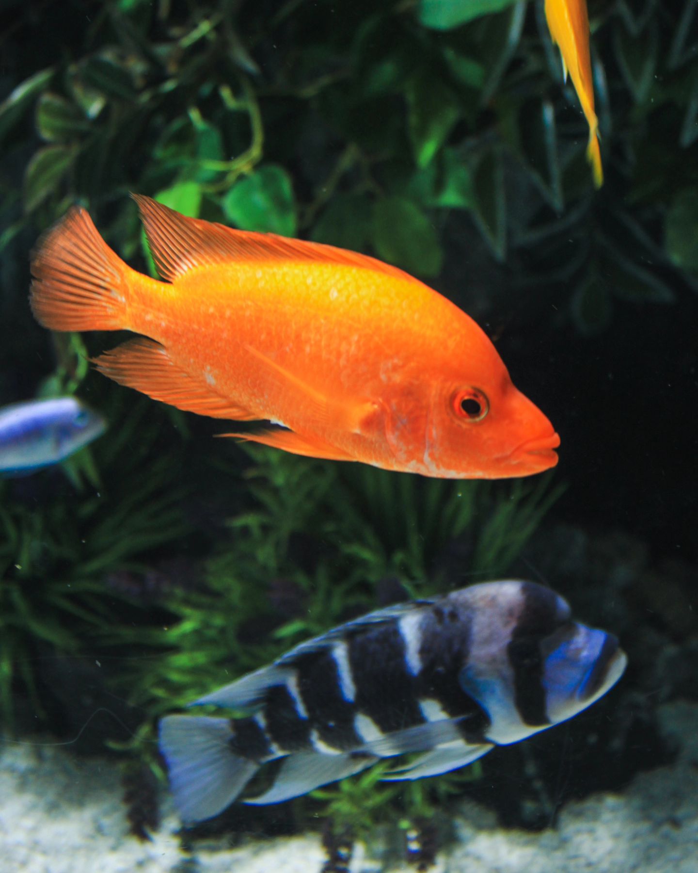 주황 빛 물꼬기 

#롯데월드아쿠아리움🐬🐳 #맞팔가능 #인천사진작가