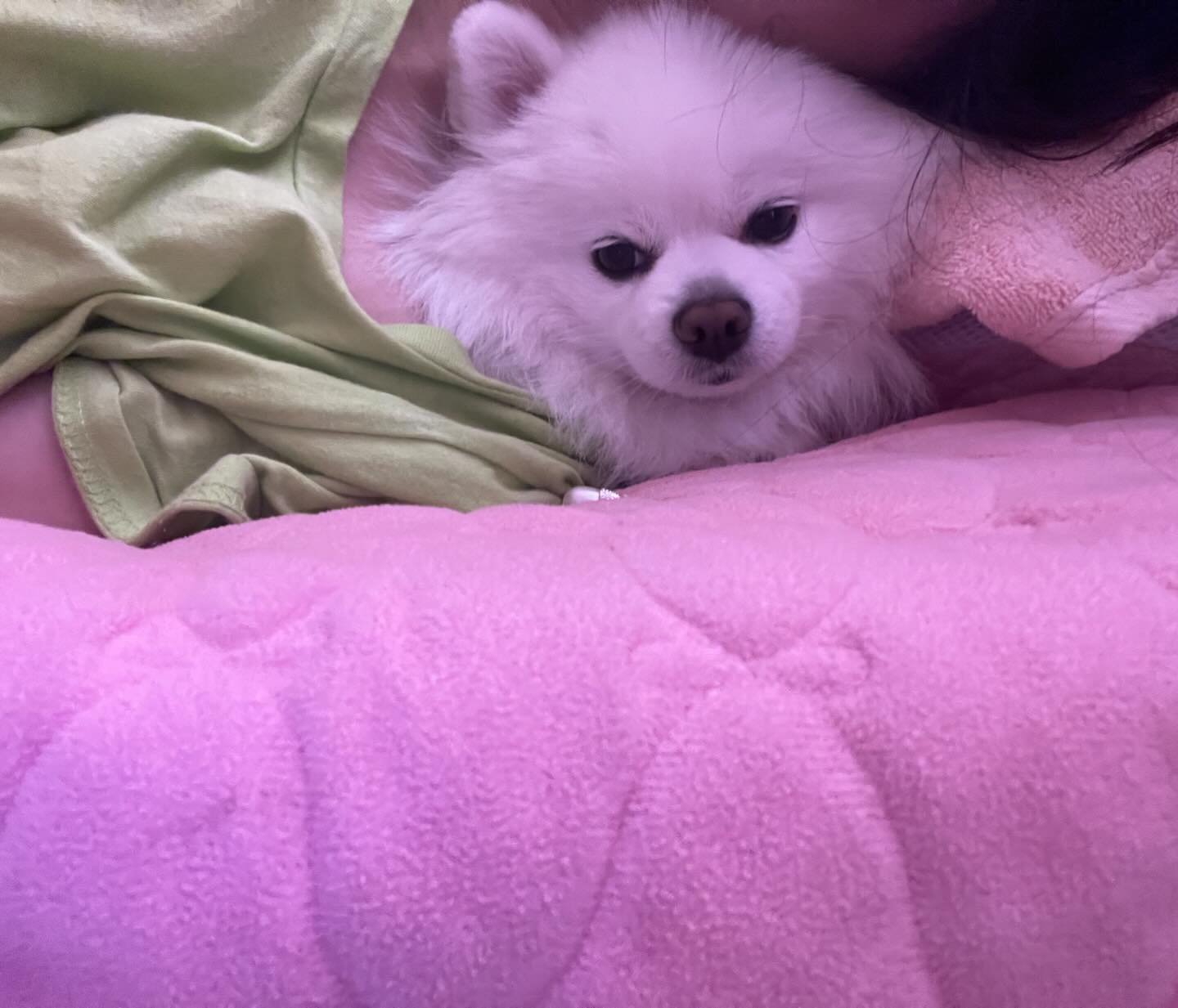 ㅋㅋㅋㅋㅋㅋㅋㅋㅋㅋㅋ왜이러는걸까요???
목이랑 베개 사이 공간에 비집고 들어와서 자리잡은 우리😅ㅋㅋㅋㅋㅋㅋㅋㅋ

#목받침이있어좋아요 
#엄마목아프지말라고
#효녀라개 
.
.
#우리 #포메스타그램 #포메라니안 #폼피츠 #일상 #일상스타그램 #강아지일상 #멍팔 #맞팔 #선팔 #견주맞팔 #소통 #소통해요 #패셔니스타 #애견옷 #강아지옷 #강아지모델 #강아지용품 #강아지그램 #강아지스타그램 #강아지인스타그램 #견스타그램 #댕댕이스타그램 #강아지 #인싸