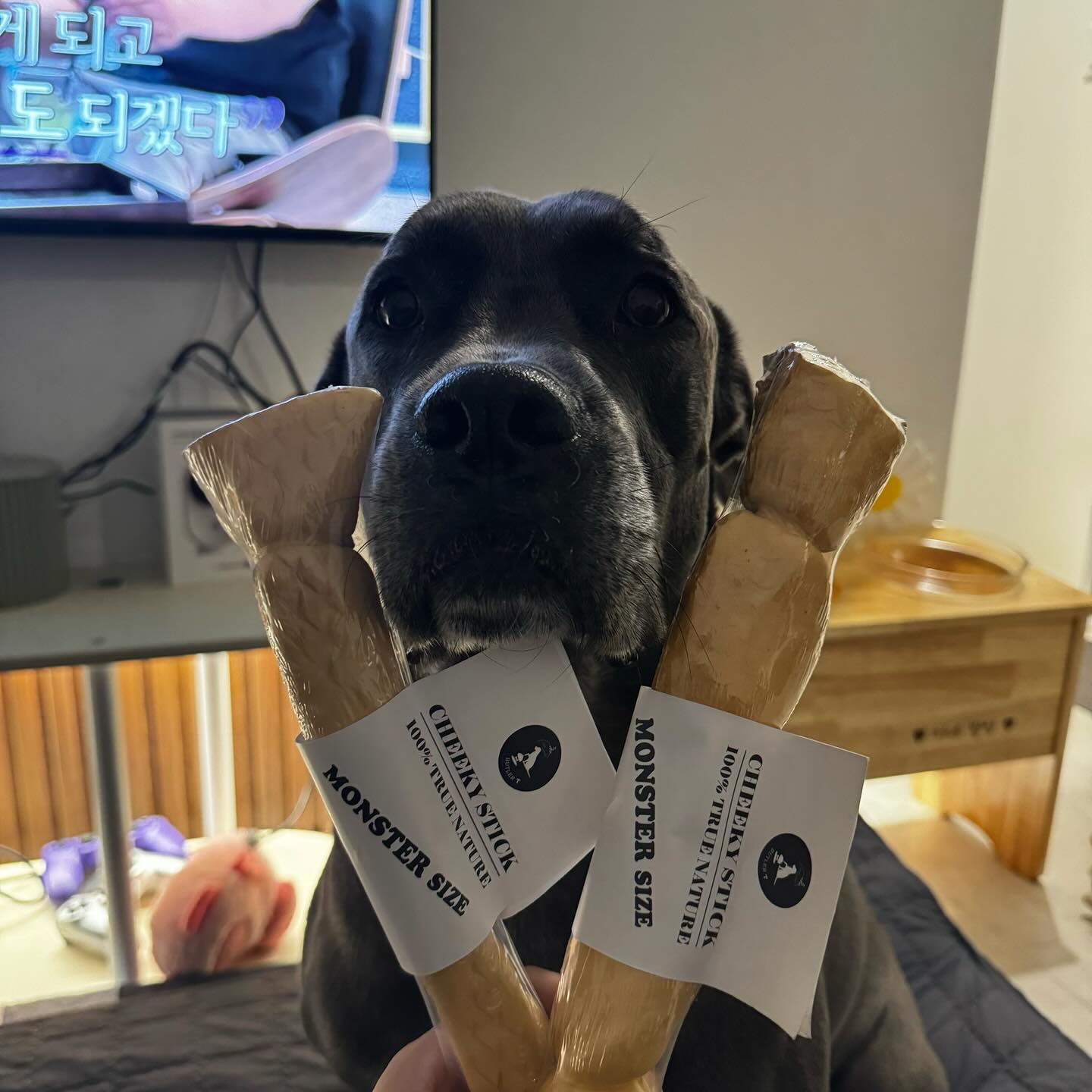 butler_t_kr 🦴💖
얘두라 완죤 마시게찌 ?
내가 눈이 풀릴정도로 집중해서 먹는거거덩 ?
기호성 짱짱에 엄청 오래먹을 수 이쒀 ~
산책 후 맘마 묵고 후식으로
버틀러티 치키스틱 뇸 !
난 왕크니까 몬스터 사이즈로 😉