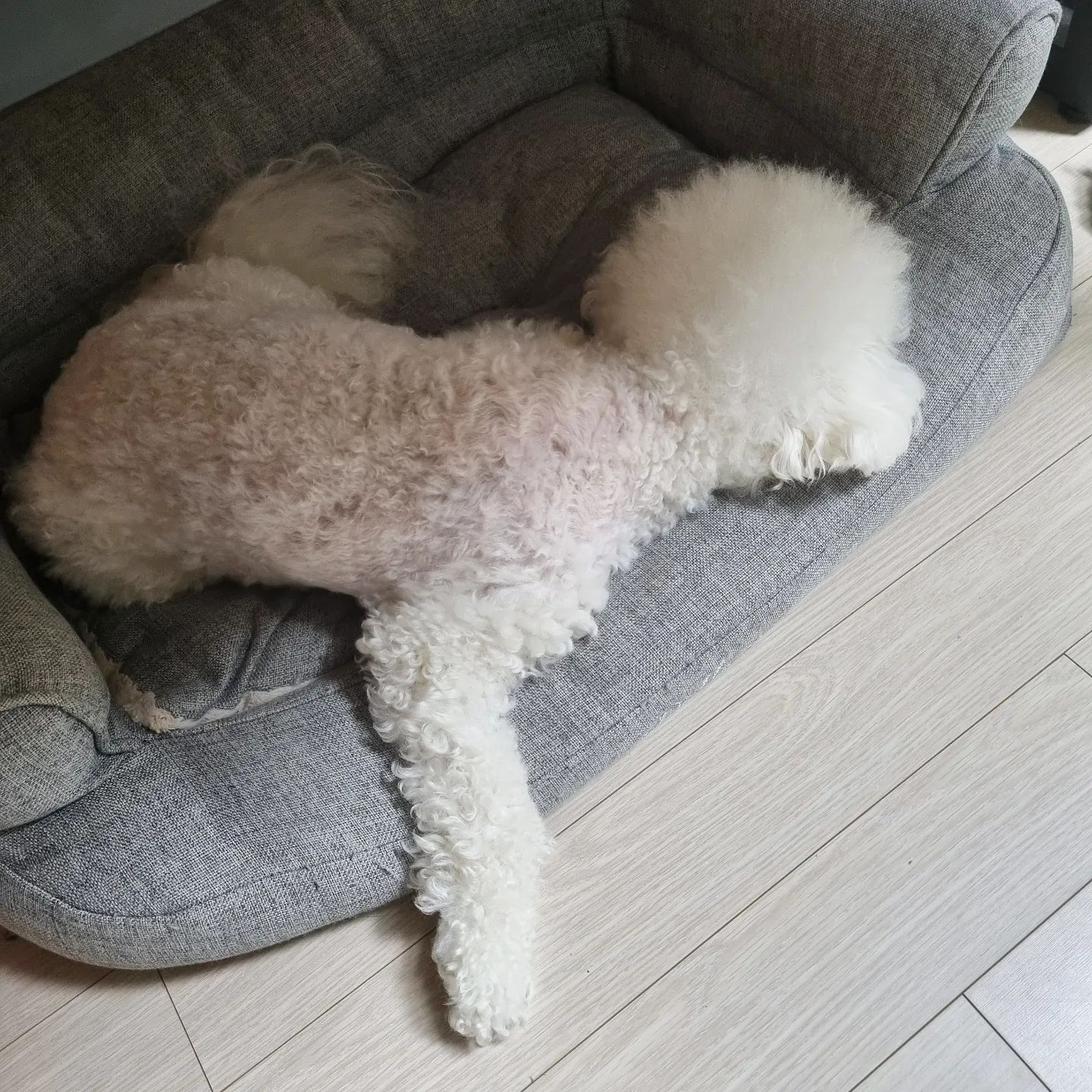 우리 두부 시그니처 포즈 ㅋ
.
.

#비숑 #비숑프리제 #두부 #개일상 #하루20시간수면