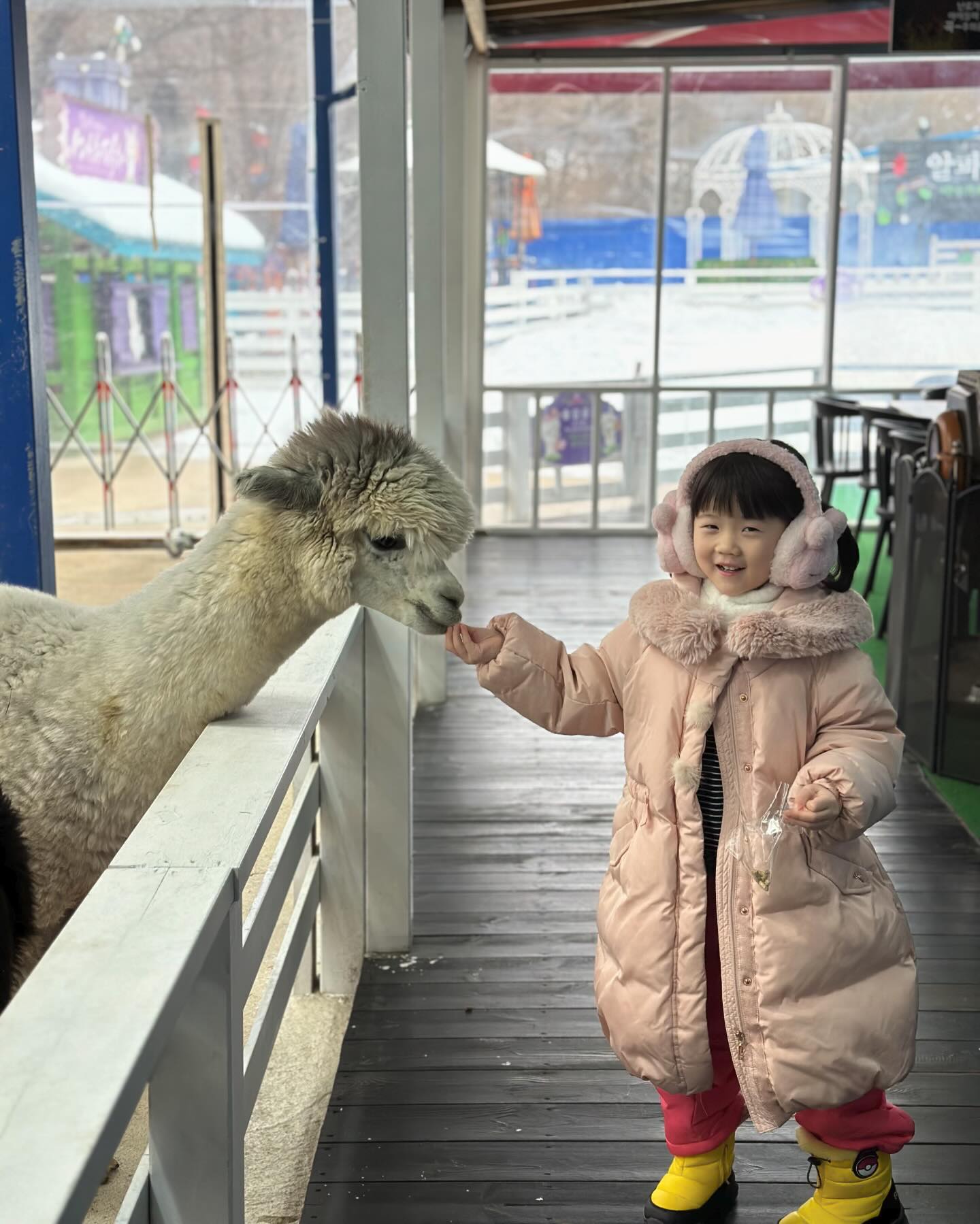 🦙
#20240105

썰매장 가기 전에 들린 알파카카페
먹이주는걸 참 좋아하는 우리 딸🤣
다행히도 침 안 뱉음~ㅋㅋㅋ
강원도 여행 스타트~ 

#강원도#평창#마추픽추#알파카카페
#서현이네여행중#즐거운시간보내자