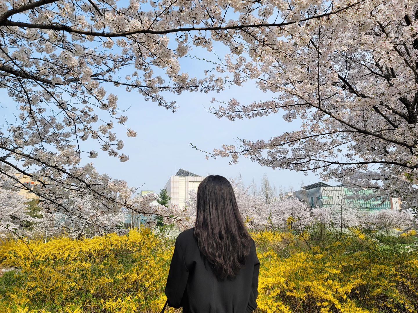 벚꽃 끝😯