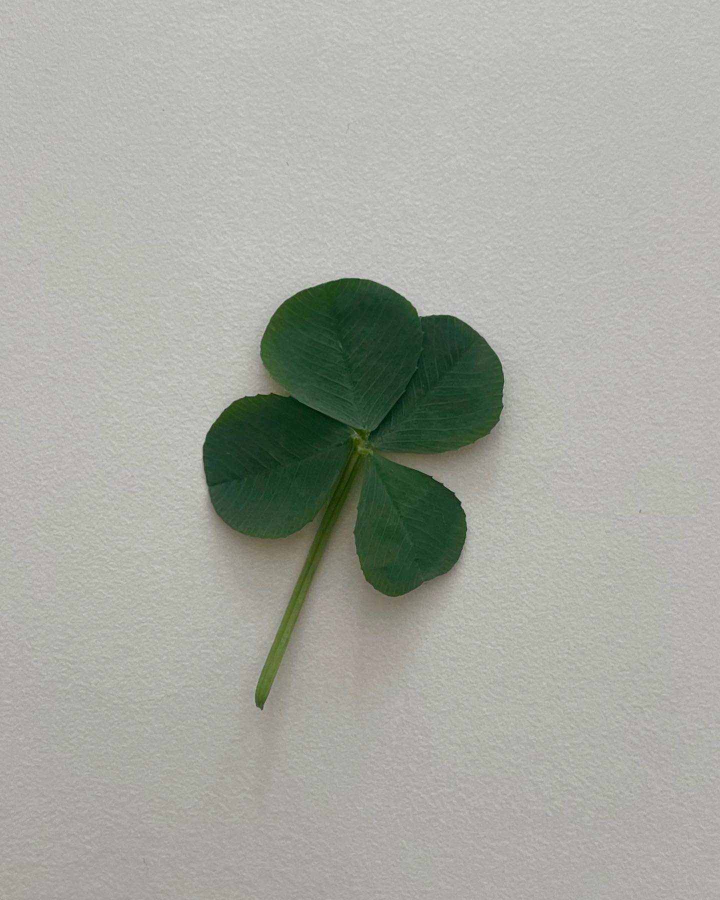 행운의 🍀🐶❔