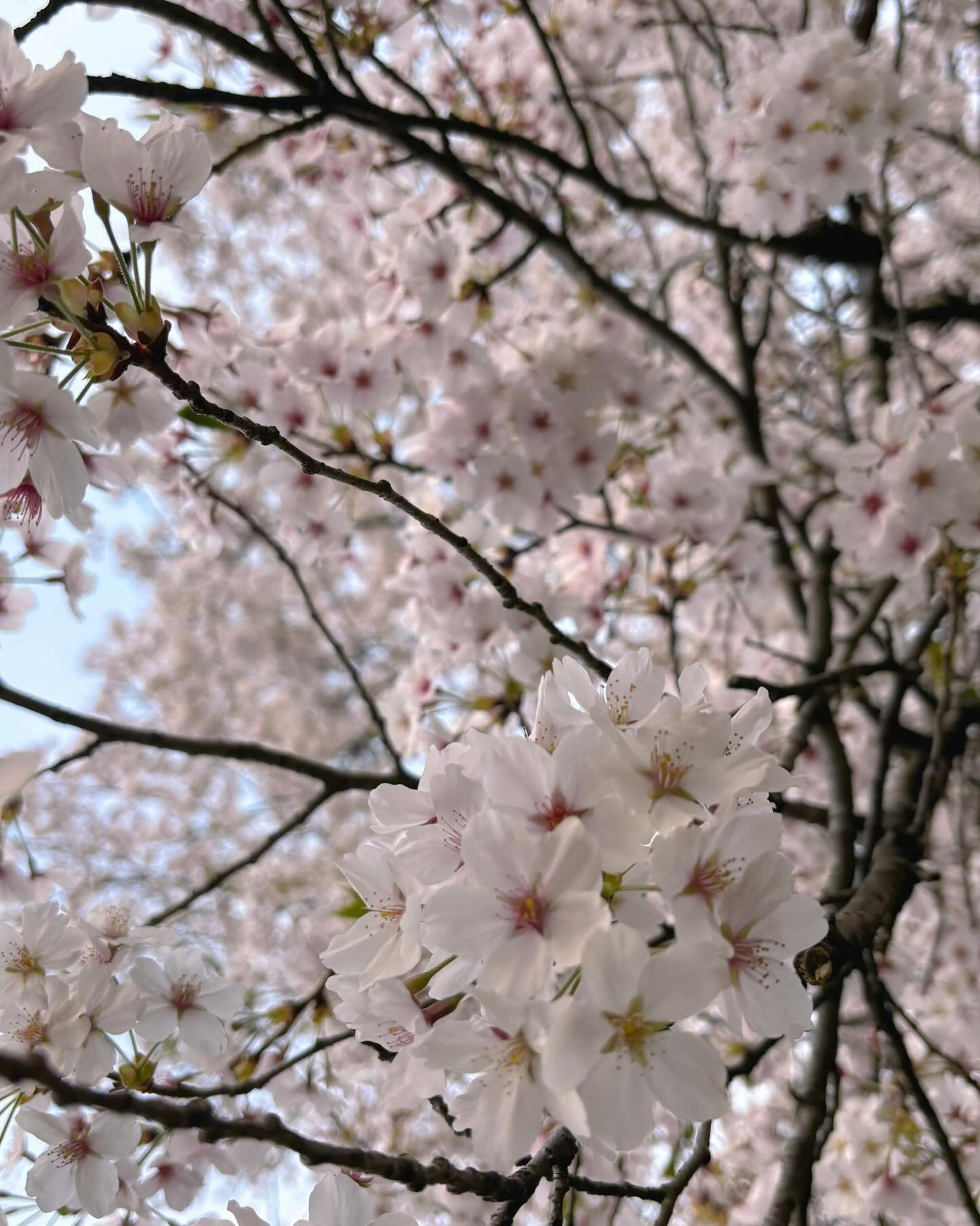 함께 하는 봄 🌸💗