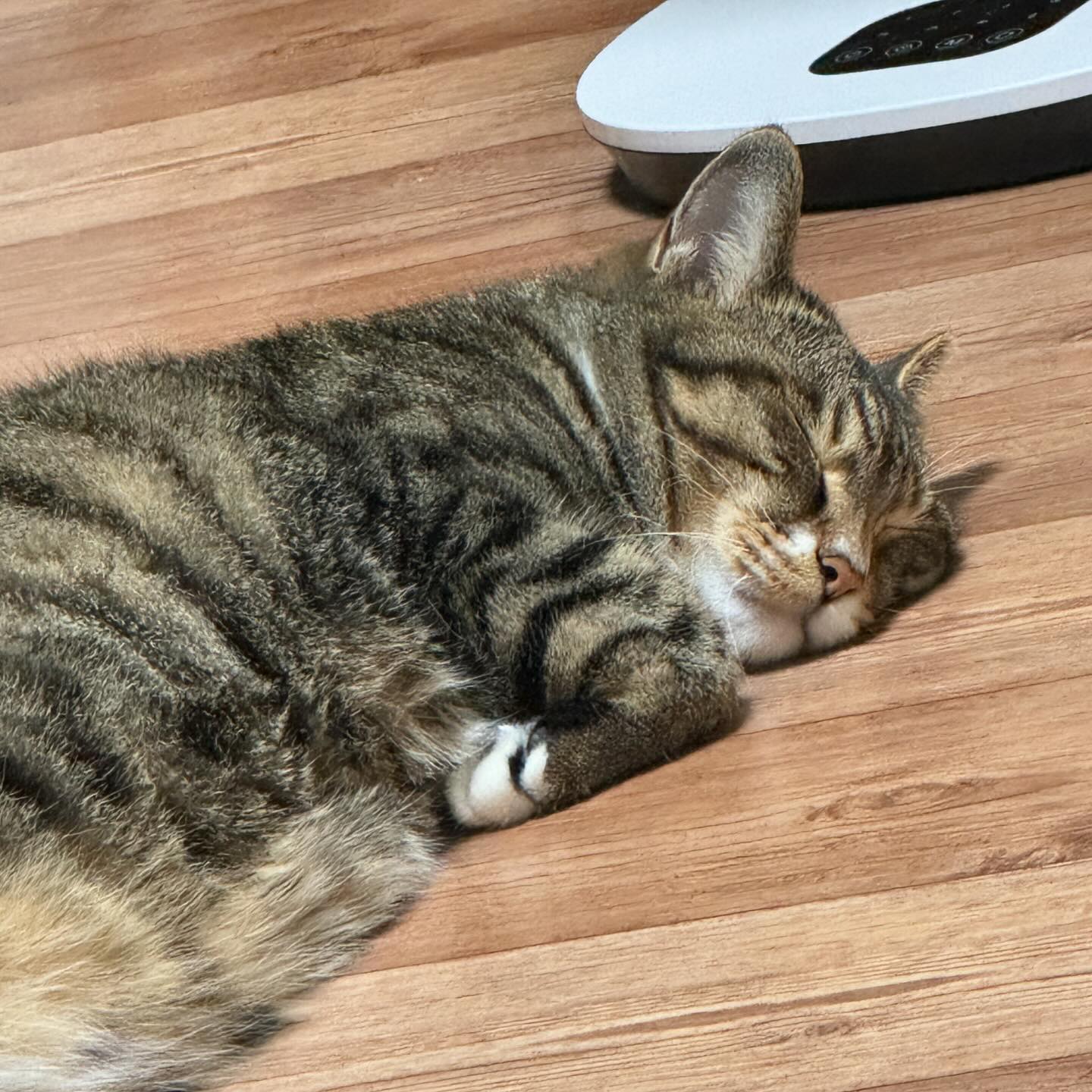 레오 더워서 뻗었..💤ㅋㅋㅋㅋ