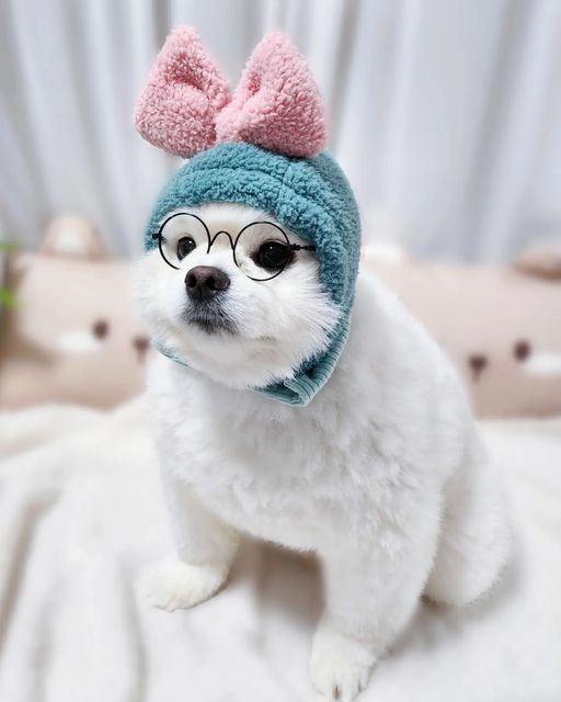 포메라니안 모찌깜찌 on Instagram: "오늘은 토끼로 변신🐰🐇🐰🐇

리본 모자 쓰고 안경끼니까
울 엄마가 공부 잘하는 돼지 토끼 같대...
이게 맞아? 😤😤😤

@scamper.pet 

#큐티모찌 #큐티모찌ootd"