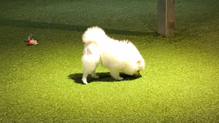 자존감 높은 정소금 ,, 귀여워,,🥹❤️

#멍스타그램 #멍팔맞팔 #멍멍이 #강아지일상 #강아지 #puppy
#댕댕이 #댕댕이그램 #댕댕이 #새끼강아지 #포메라니안 #포메
#포메라니안그램 #견스타그램 #멍스타그램 #팔로우 #cutepuppy
#귀여운강아지 #아기강아지 #멍멍이맞팔 #댕댕이 #댕팔 #좋아요