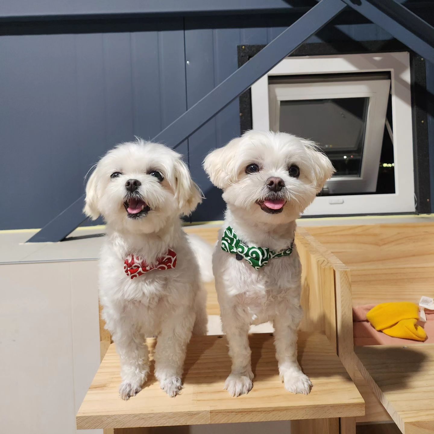 내 여자친구 체리랑,,🩷
꽉~채운 열장 개이트 사진 🐶📸