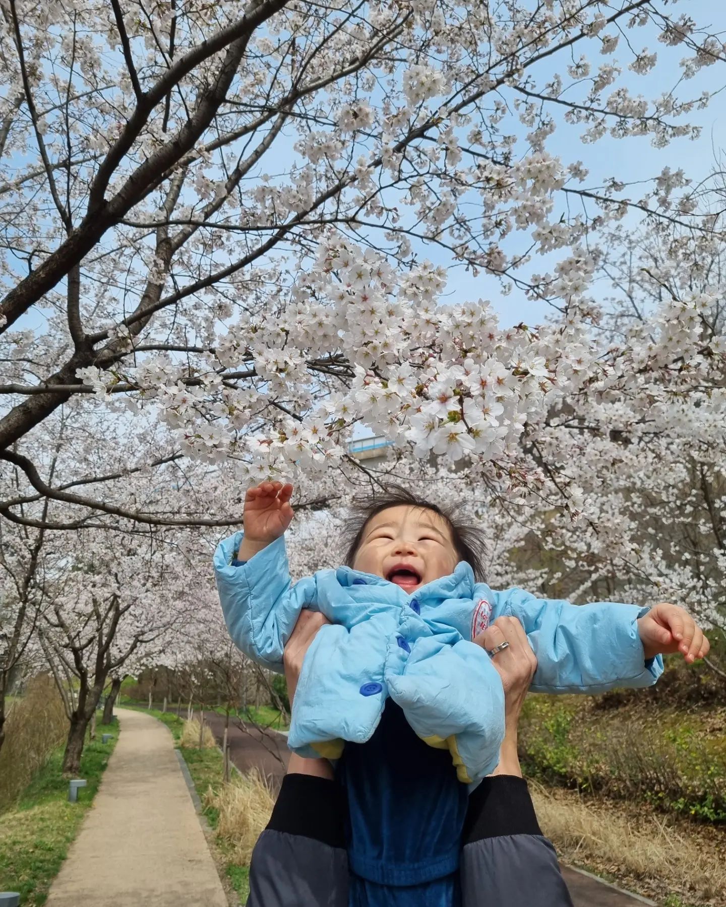 Ver2
아빠랑 손잡고 나란히 걷는 아들👨‍👦💕
1년 전이랑 같은 곳에서 같은 포즈로 찍는데, 언제 이렇게 컷는지 힘이 장사라 제대로 찍을 수가 없네ㅎㅎㅎ
이젠 유모차도 아기띠도 다 거부하고 양발로 뛰기 좋아하는 우리 꿀별이💛
건강하고 밝게 자라줘서 너무너무 고마워 우리아가❤
내년엔 어떤 모습일지 너무 궁금하다.. 씽씽이 타고 달리는 모습 기대하며💓

사랑해 우리가족❣️

#벚꽃놀이 #아빠와아들