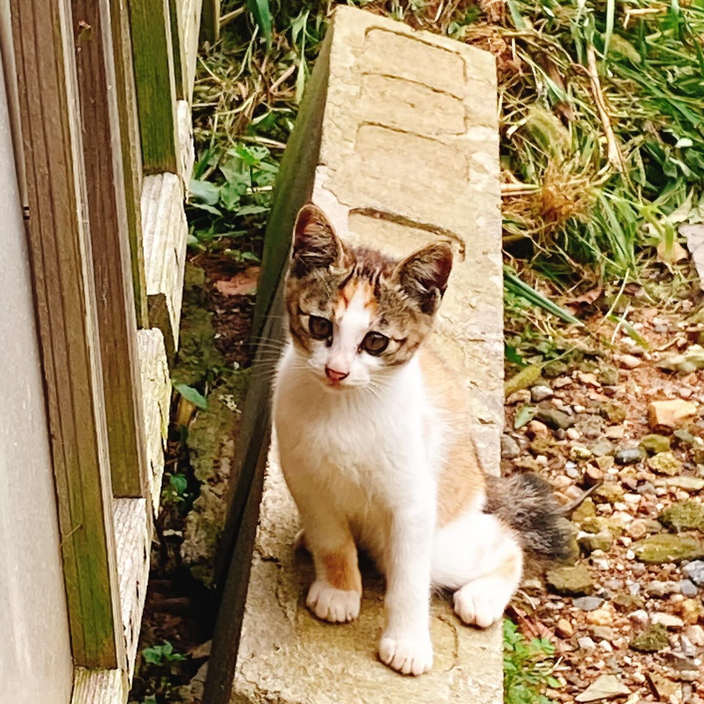 . 서천에 사는 시골애기 고냥이🐈
.  나의 로망인 리틀포레스트 간접체험
.  힐링 그잡채🍀
.  느림의 미학 시간에 쫒기지않음에 너무 좋았던
.  따스함과 사랑받는기분이 좋았던 서천의 하루
.  다음에는 더 커져있겠지? 
.  애기때가 젤 이뻐 ㅎ.ㅎ
.
#서천#서천여행#서천군#냥스타그램#캣스타그램#고냥이#시골냥이#리틀포레스트#귀농#일일체험#귀농체험#고양이일상#아기고양이#새끼고양이#길고양이#시골고양이#묘생사진#묘스타그램#고양이증명사진#고양이인생샷#인생샷#사진찍는여자#감성사진#여행사진#충남#충남여행#감성사진#사진작가#89년생#귀농하고싶다#애기고양이