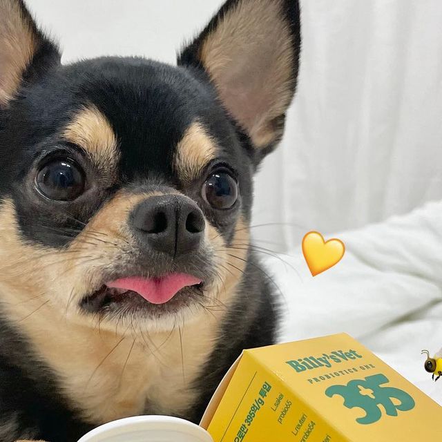 뚜니 on Instagram: "빌리스벳과 꿀맛 맘마 먹고?🐝🍯 건강한 응아와 면역까지❕ 프로바이오틱스 원 395💛 장건강과 면역에 집중한! 1g 한 스푼에 100% 특허 유산균 395억 마리가 들어있는 진짜