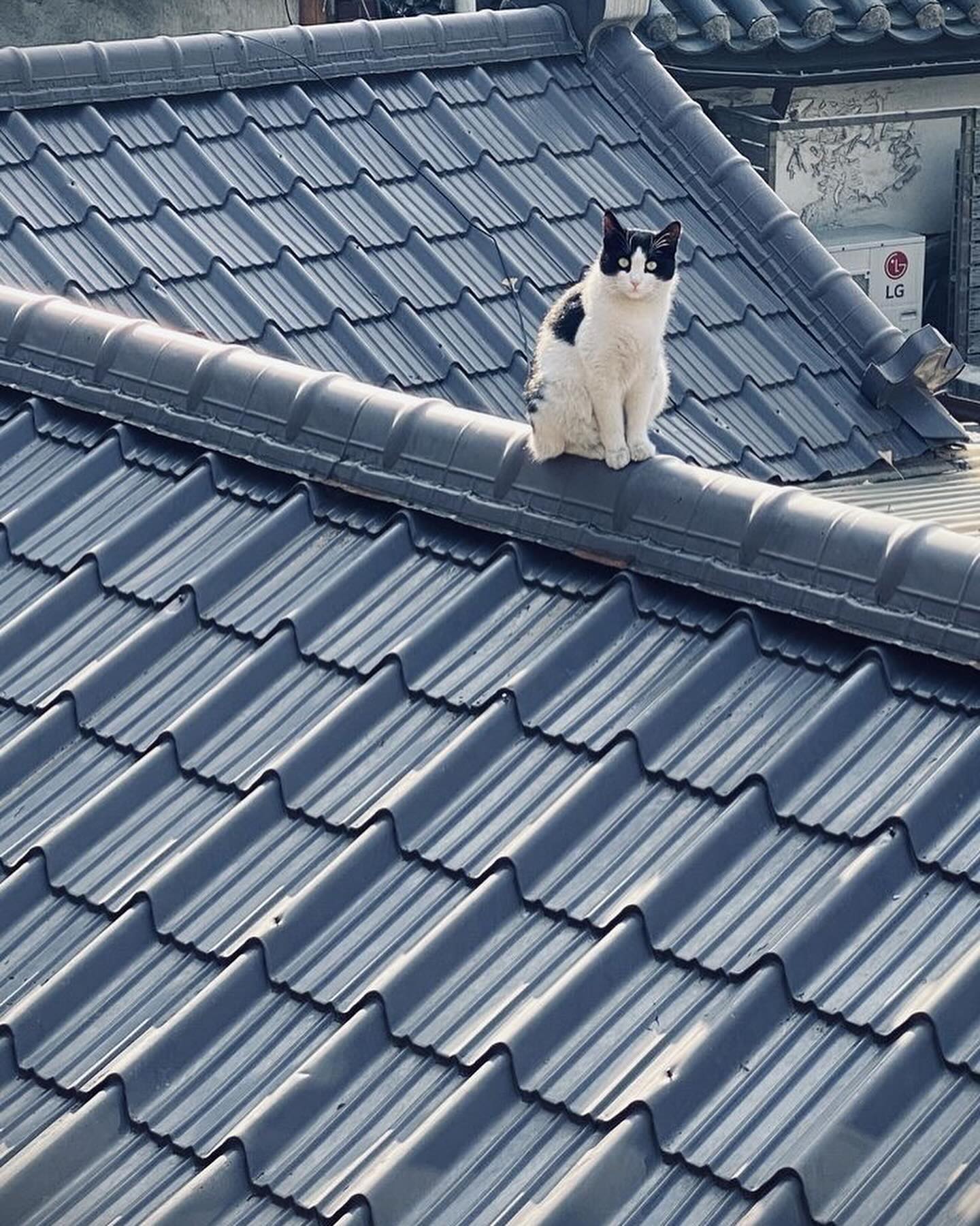 콘텐츠