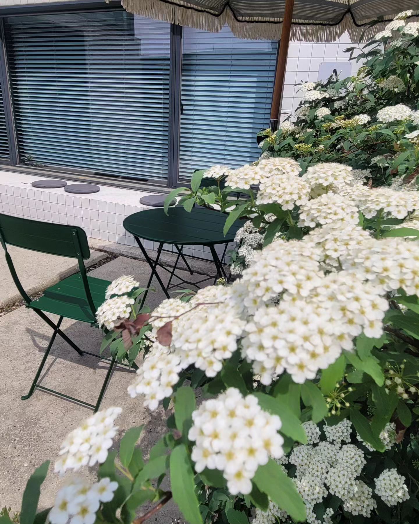 오늘의 꽃