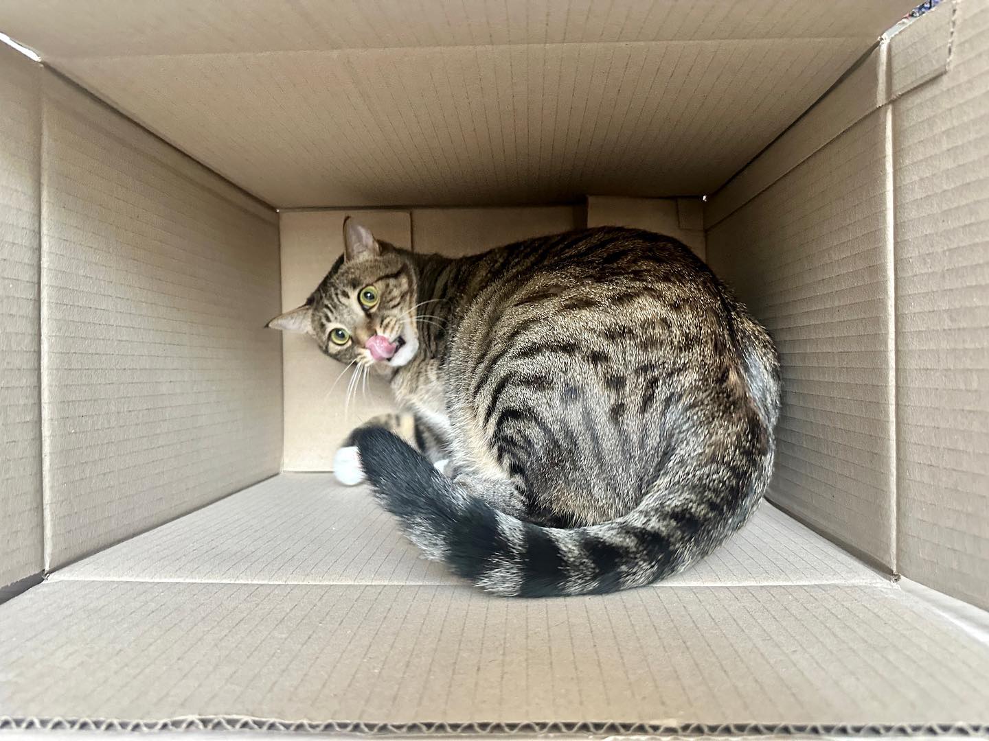 2023.08.05 박스 좋다냥📦📦

#개냥이 #냥스타그램 #숨숨집 #박스 #장난감 #고양이 #고양이일상 #깡이일상 #냥팔맞팔