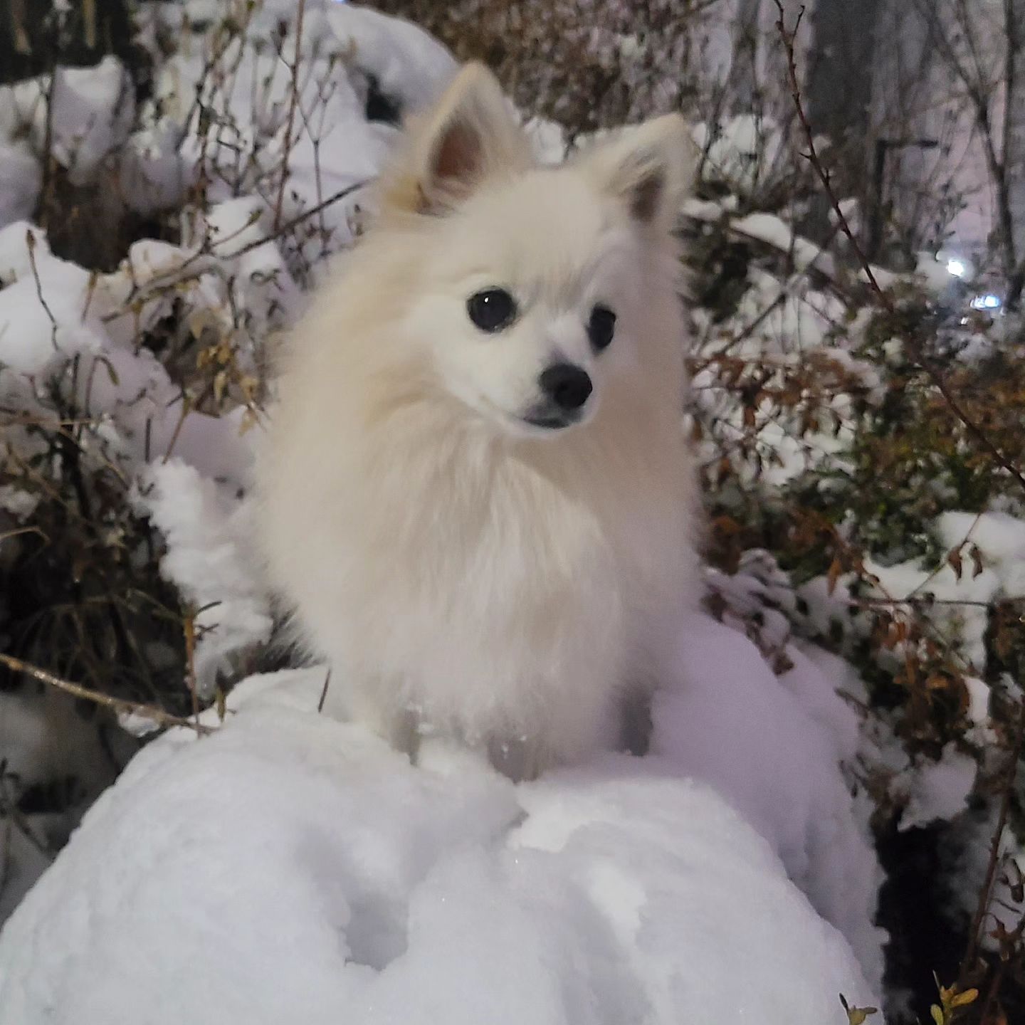 #🐶⛄️
눈이 간만에 펑펑와서 찐빵이도 눈구경하며 산책🫶
자기도 겨울강아지라고 눈이 좋은건지😘
눈이라면 신나서 뛰댕기는 내 새꾸❣️
눈 오는날 3산책 성공..☃️
칭구들 동네도 함박눈 펑펑 내렸뜌😉⁉️

➕️마지막은 산책후 늘어진 빵구

-
#눈오는날 #함박눈 #강아지