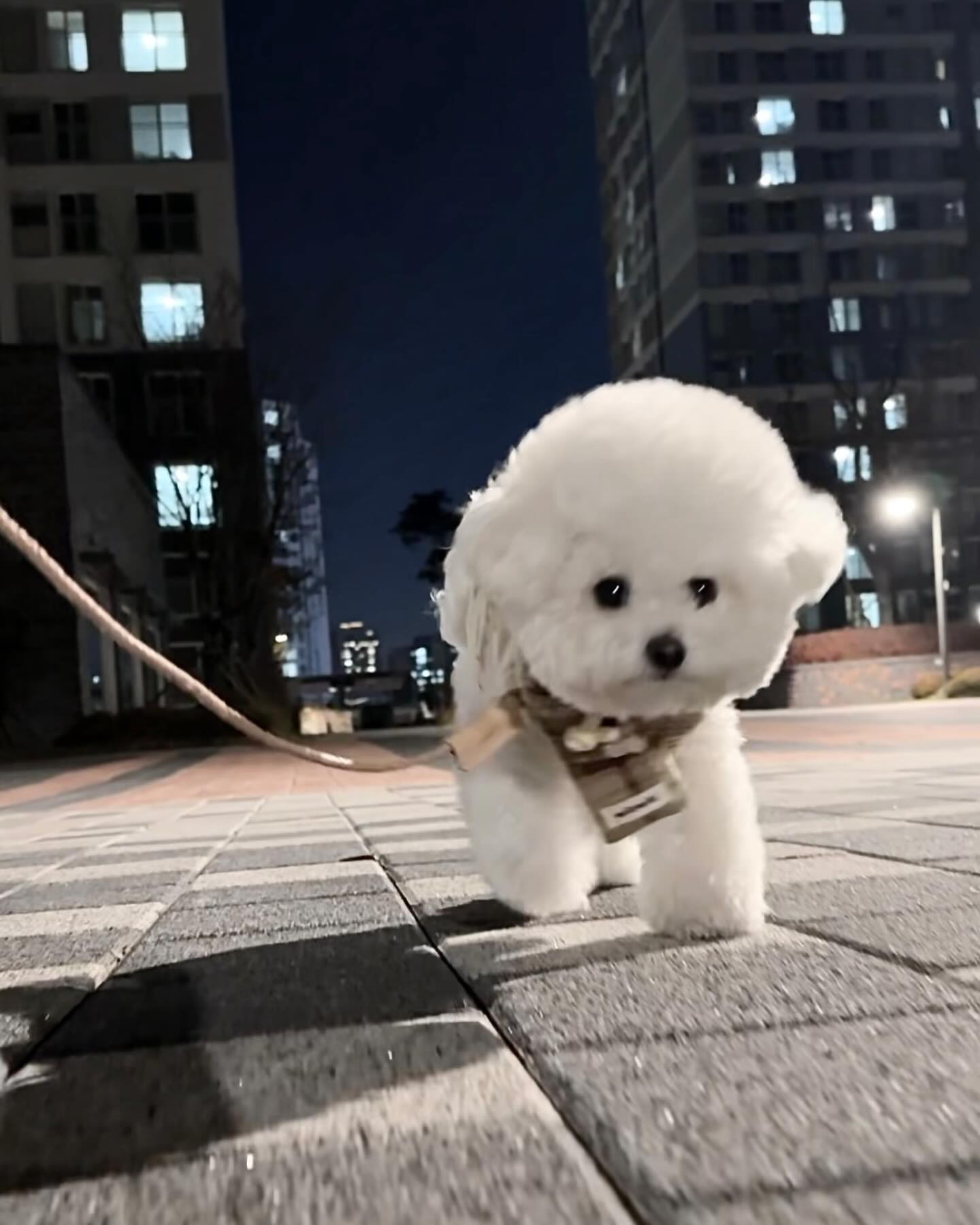 아장아장 산책하는 아기곰🐻‍❄️🤎