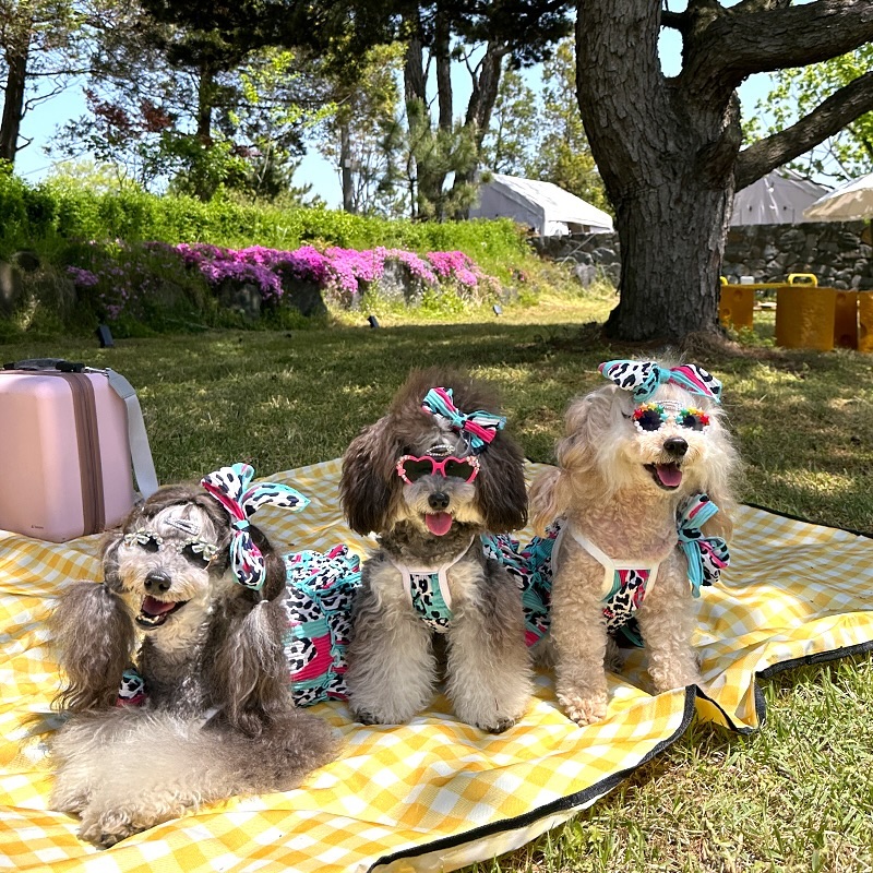 👒🫧
우리들의 행복했던 시간♥
.
.
.
여름이 오기전 어서 밀린 피크닉 사진 올려야해!!
찍어둔 사진은 많은데.. 인태기 극복해 극복 제발!!😭
.
#그린블랑 #당진애견동반카페 #피크닉샷 #바니와친구들 #우행시 #애견동반피크닉 #당진애견동반 #당진애견동반브런치 #누앤누 #코코바니 #바니달씌 #개셔니스타 #펫셔니스타 #강아지패션 #강아지코디 #오늘의강아지 #힙한강아지 #예쁜강아지 #강아지일상 #팬텀푸들자매 #팬텀푸들달씌 #팬텀푸들바니 #phantompoodlebonnie #phantompoodledarcy #cutepetclub #picnicdogs #petfashion #poodlesofinstagram #dailypuppies #poodlelove