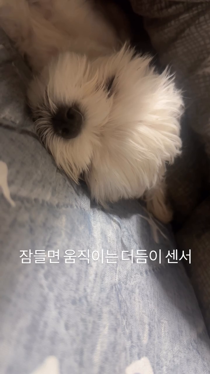 개고수님들께 여쭈어봅니다.
⠀⠀⠀⠀⠀⠀ 
아기 강아지는 원래 더듬이가 있는 건가요?
잠들 때 왜 콧잔등에 센서가 켜지는 건가요?
너무 귀엽긴 한데 정상인가요?
⠀⠀⠀⠀⠀⠀ 
⠀⠀⠀⠀⠀⠀ 
#개고수 #강아지소통 #개린이 #초보집사 #아기강아지 #강아지릴스