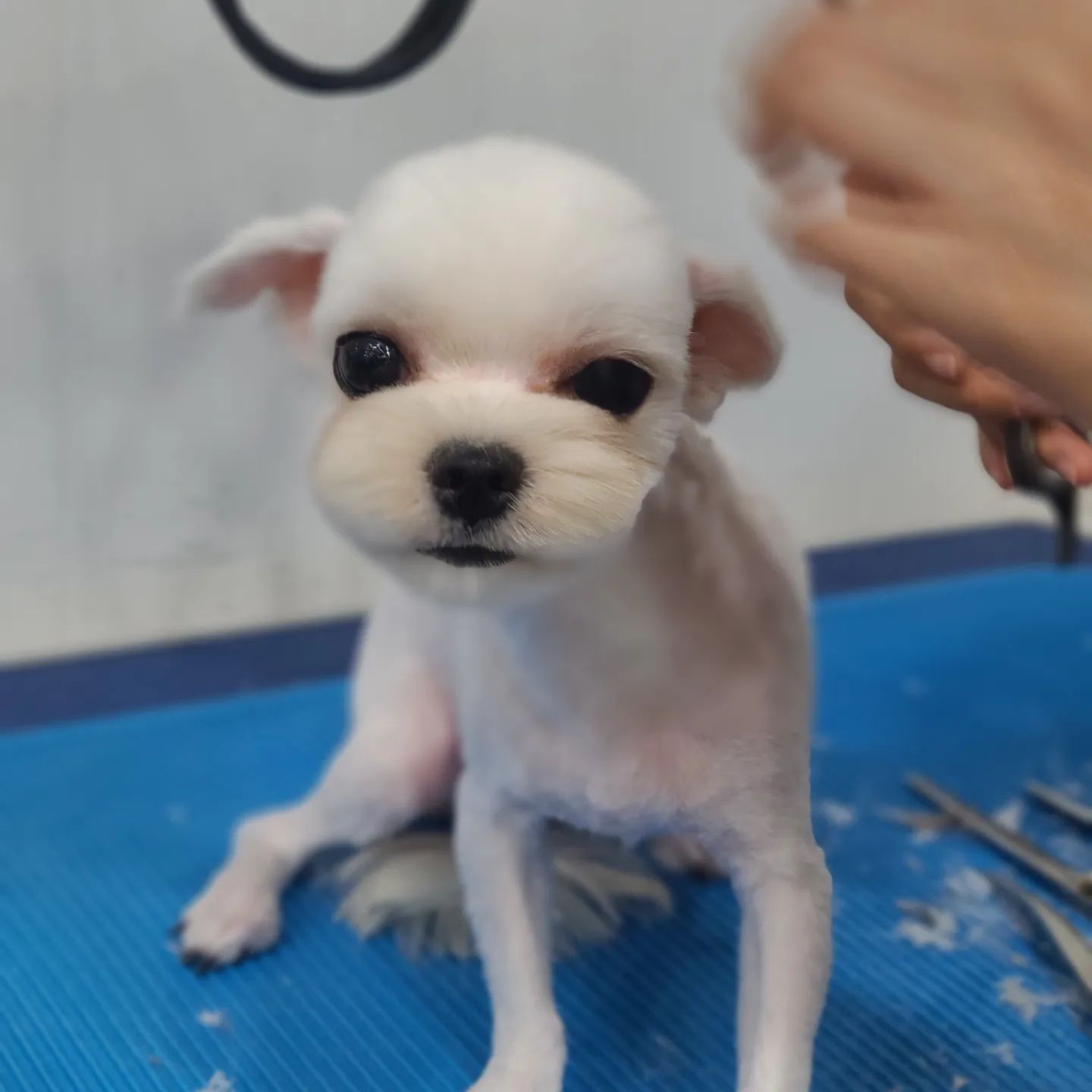 #양주애견미용학원
#원장님직강
.
실견 실습 🐶
다 같은 모양보다는 본인만의 스타일을 찾을 수 있게 도와드려요 🤗
너무 잘하시는데도 항상 부족하다는 울 수강생분들 🤭
.
 ✔️ 자격증 준비기간 동안에도 실무수업/펫미용 수업을 함께 진행합니다
✔️ 소수정예 1:1 개별수업으로 진행됩니다 
.
#원장직강 #김형종교수님
#개인지도 #실견수업학원
#애견미용사자격증
.
#애견미용사2급 #애견미용사3급
#의정부애견미용학원 #동두천애견미용학원 #포천애견미용학원 #파주애견미용학원
#애견미용학원 #애견연맹 #위그램클립 
#개인교습 #애견미용개인교습 #대형견미용
#꿈나무애견미용실 #양주애견미용