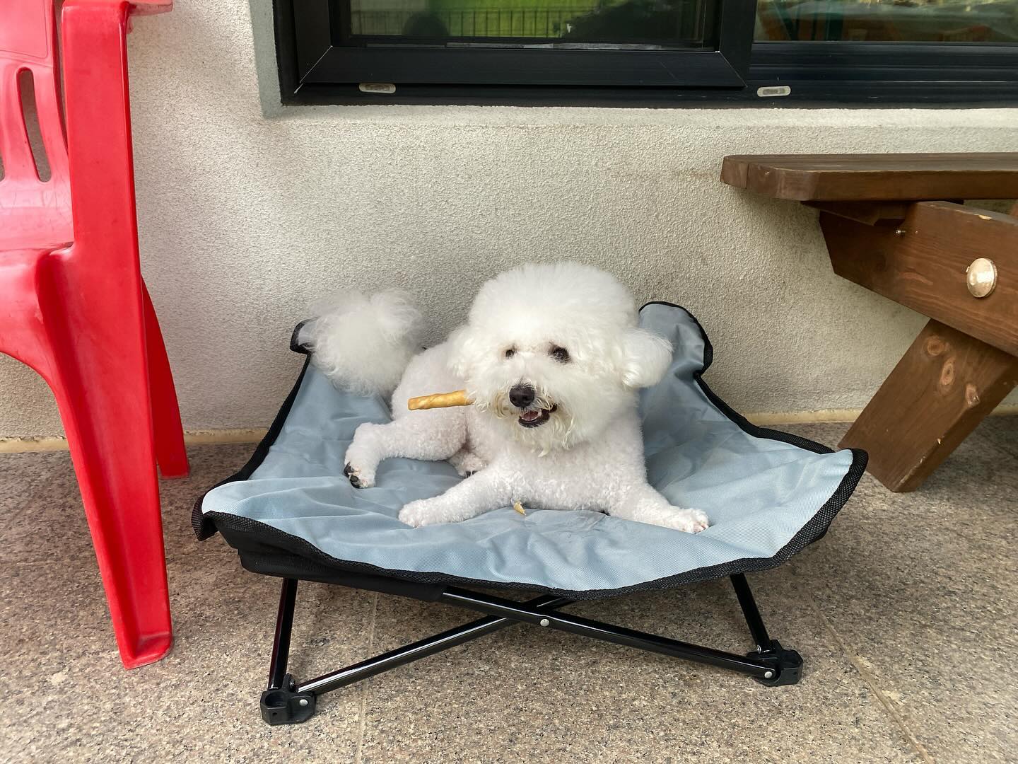 누나 바베큐 할 동안 얌전히 간식 먹기 🫶🏻

#비숑 #비숑프리제 #미니비숑 #비숑타임 #댕댕이 #강아지 #강아지모델 #애견  #댕댕이일상 #🐶 #일상 #반려견 #반려견소통 #반려인 #오늘의강아지 #dog #こいぬ #애견동반 #애견동반카페 #애견카페 #강아지동반 #산책 #비숑미용