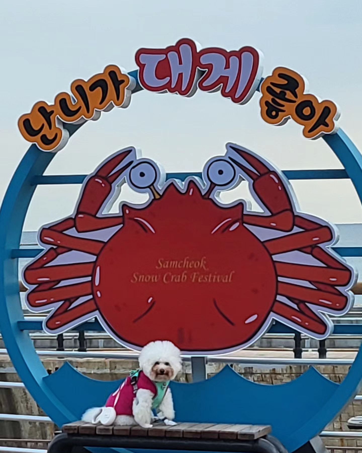 견생4년만에
김장구경도 하고
빨강칠할까봐
방에 갇혀도보고
고기냄새 나는데
한점도 못얻어먹어봤다🥲
그래도
엄빠랑 안떨어져서
행복한 2박3일이었다.
집에가는걸 알아서
마지막 뛰뛰는 매우만족🤗

#이제집에가는길
#늘어지게자자