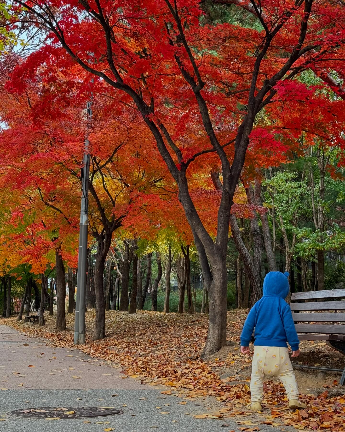 예쁜거+예쁜거 (feat.축처진기저귀)
#우리집앞길🍂
#집앞집뒤_계절별로예뻐서좋아