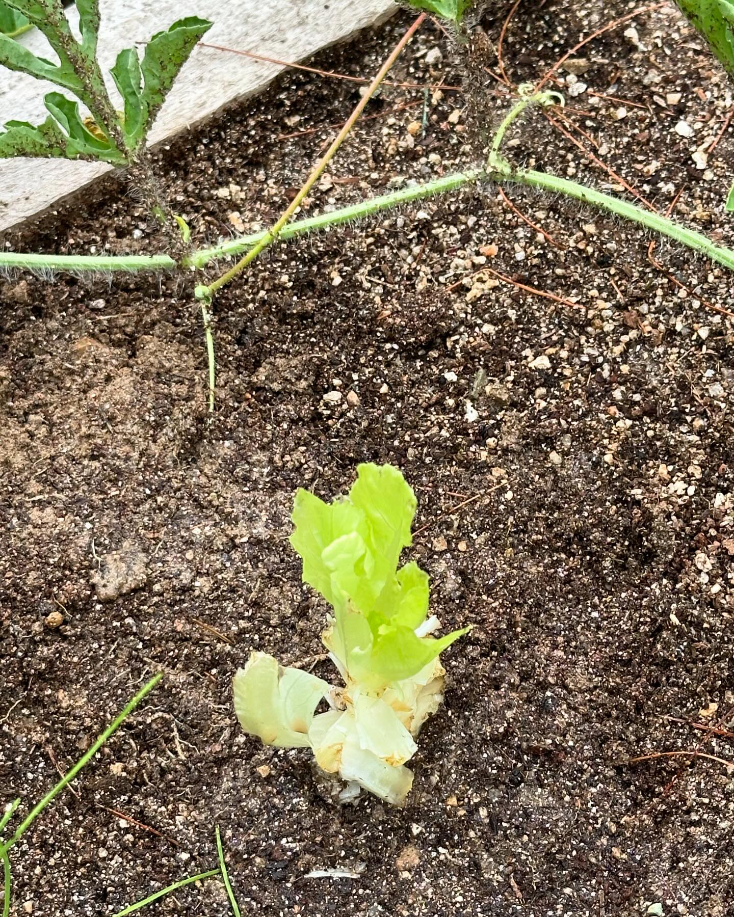 금요일 텃밭 탐방 🍀