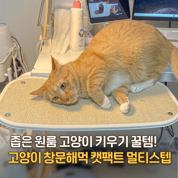 원룸에서 고양이 키우기 꿀템! 고양이 창문 창틀 해먹 선반 캣팩트 멀티스텝