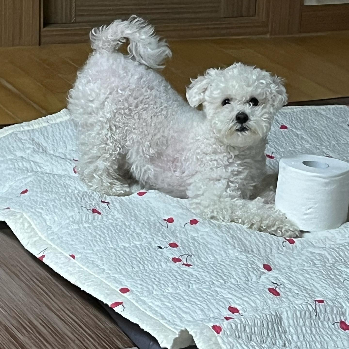 오늘도 기여운 개춘기 뽑삐 🐶
애기때나 지금이나 쌔삥 좋아하는건 여전하구나… 
#개스타그램 #비숑 #멍스타그램