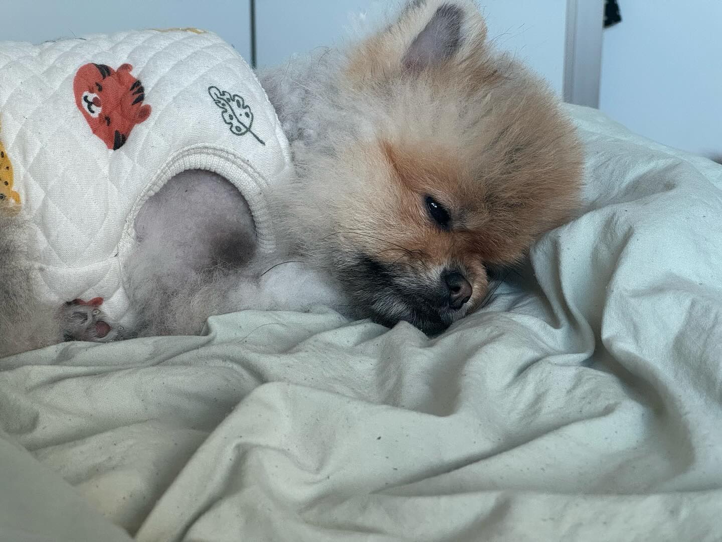 누가자꾸 자는데 시끄럽게한댕💤
#룽지의하루 #낮잠